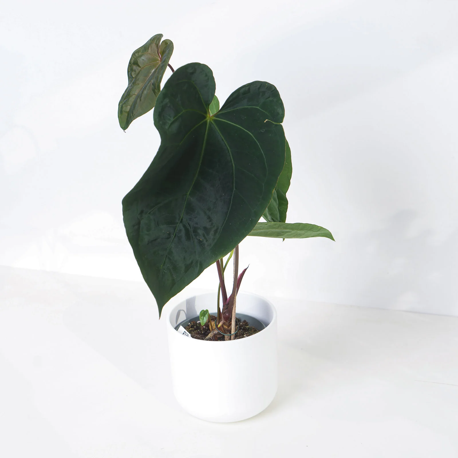Anthurium Dark Phoenix Hybrid