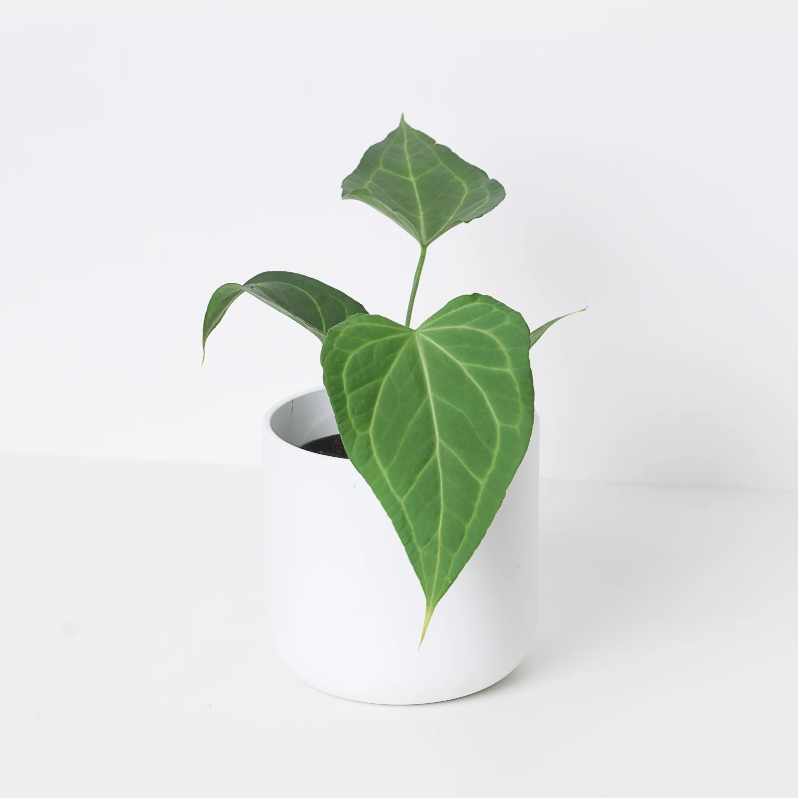 Anthurium Delta Force