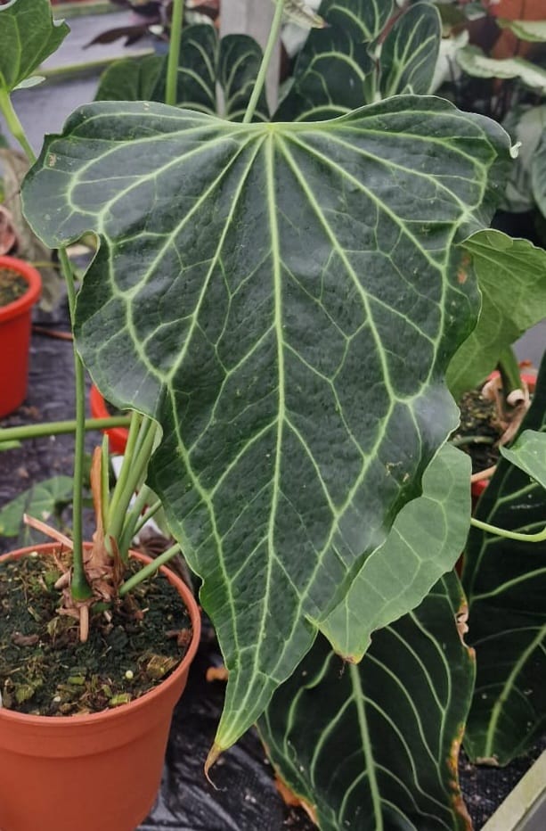 Anthurium Delta Force - Image 2
