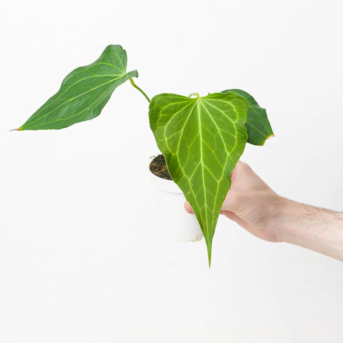 Anthurium Delta Force - Image 3