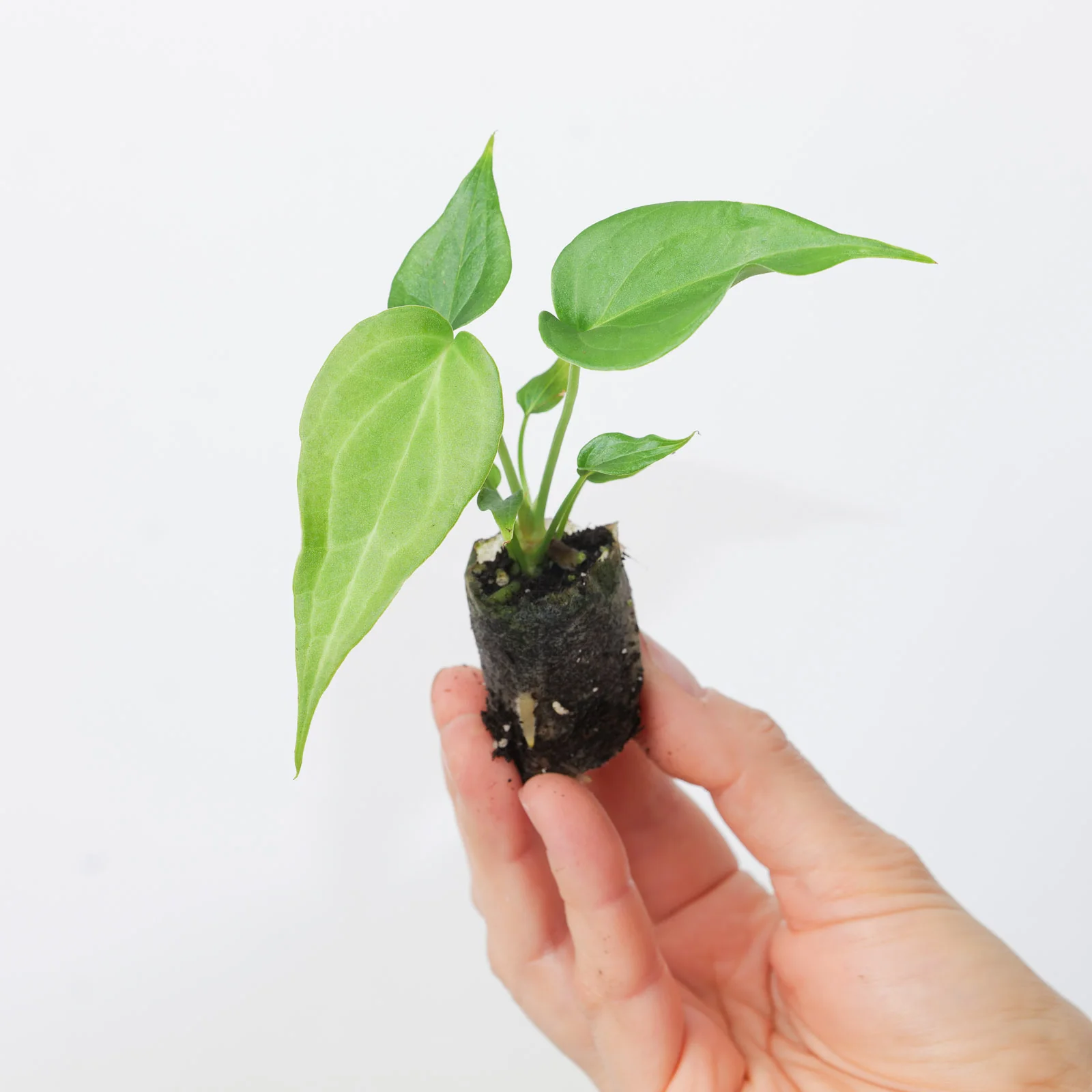 Anthurium Delta Force - Image 4