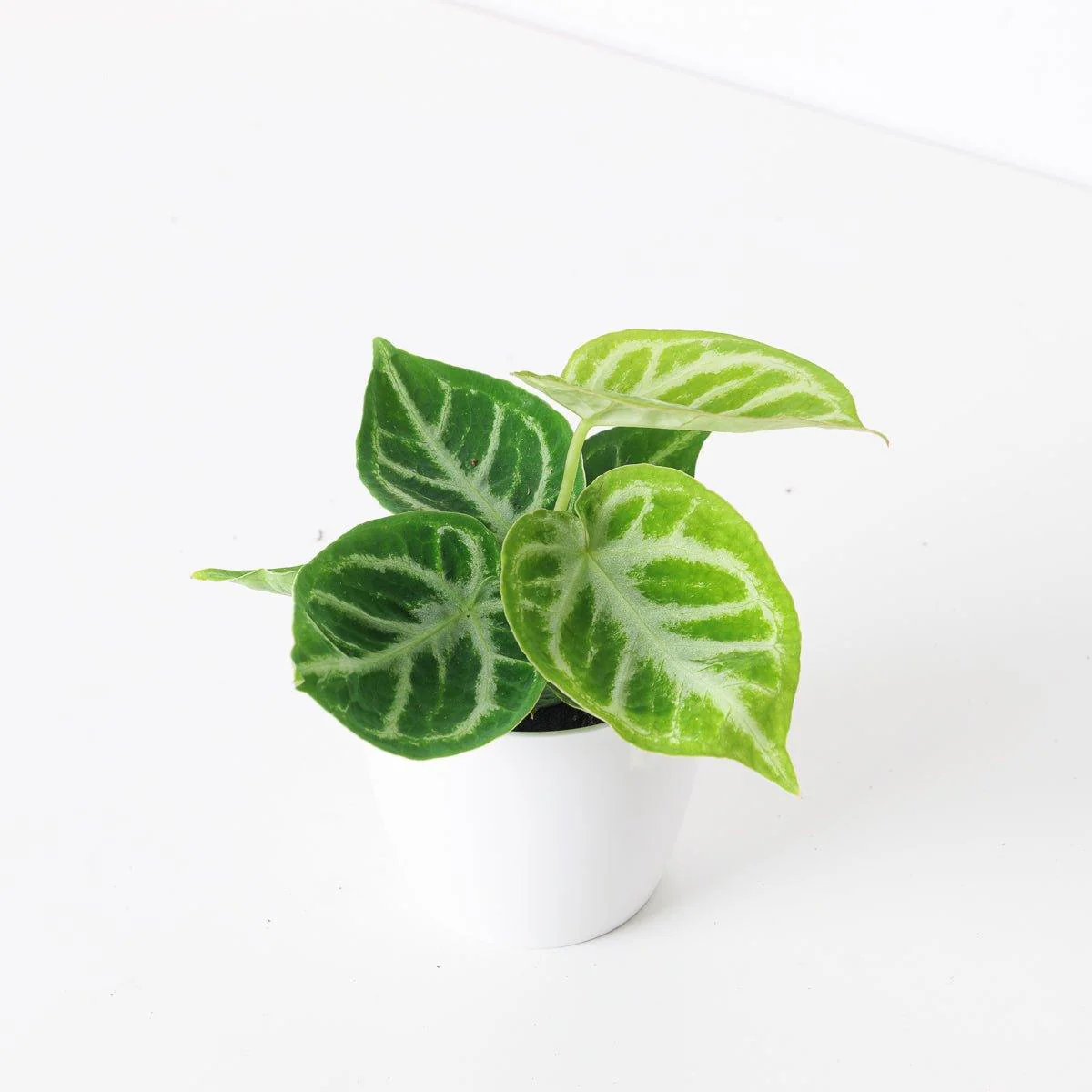 Anthurium 'Dorayaki'
