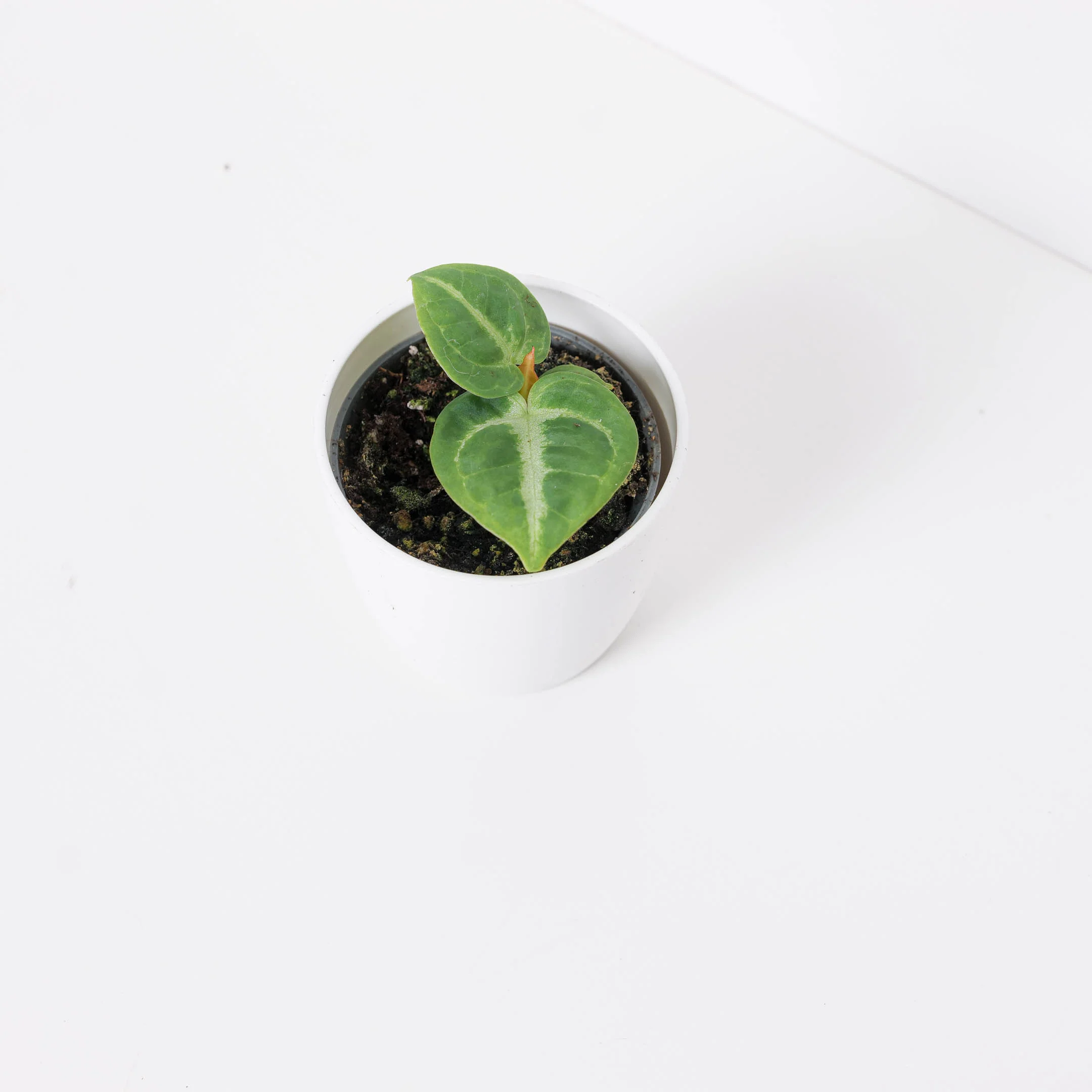 Anthurium 'Dorayaki' - Image 2