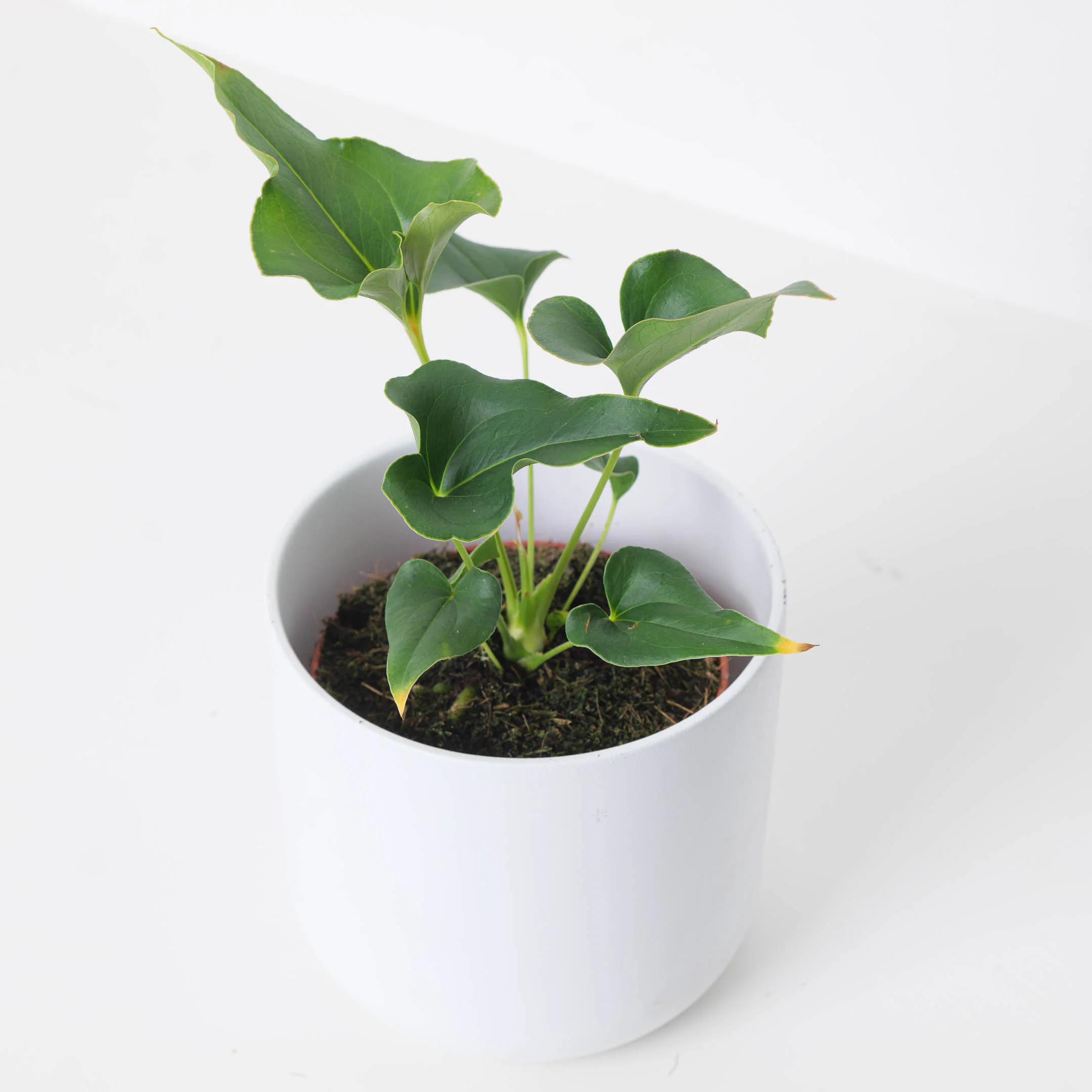 Anthurium × ferrierense 'Crisped'