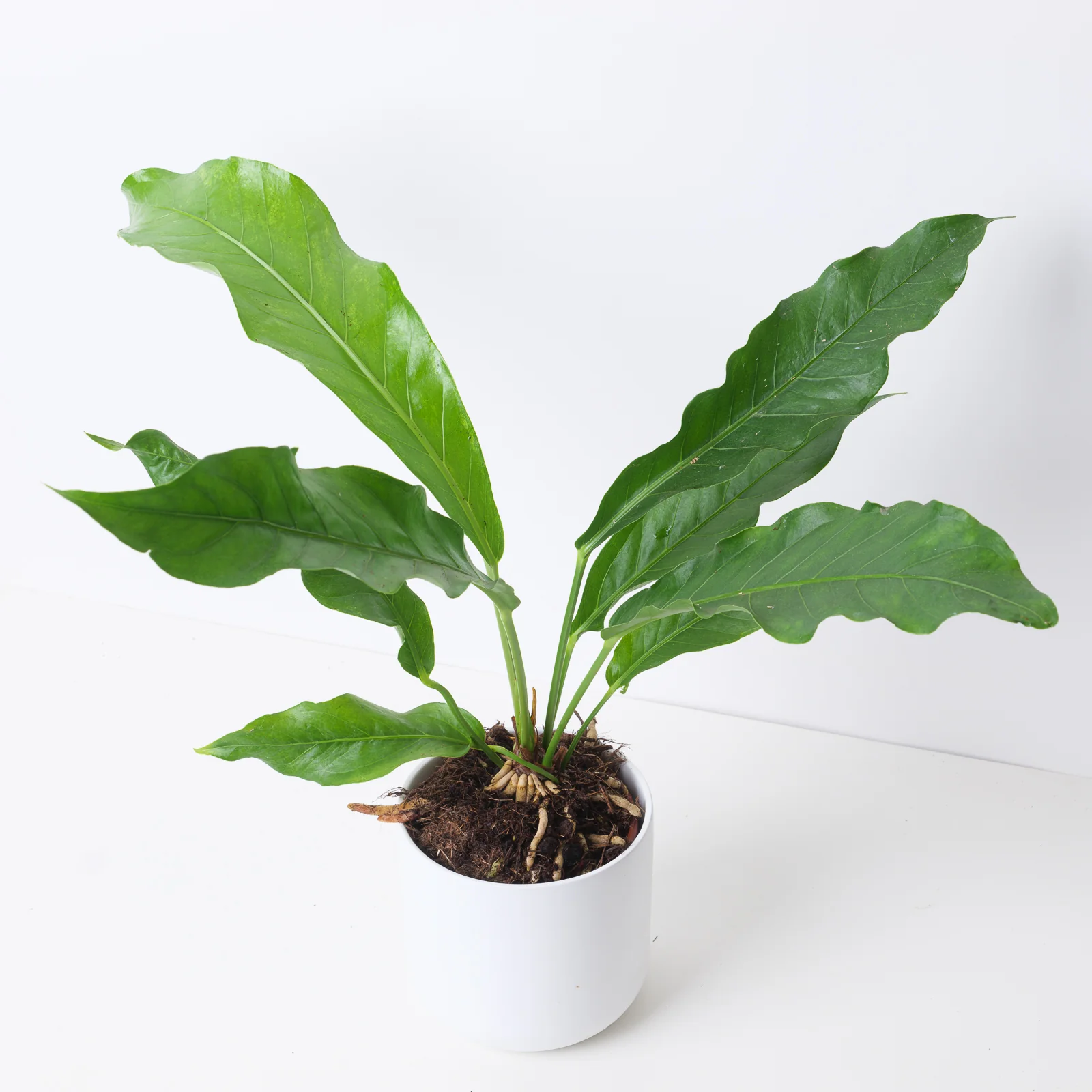 Anthurium hookeri