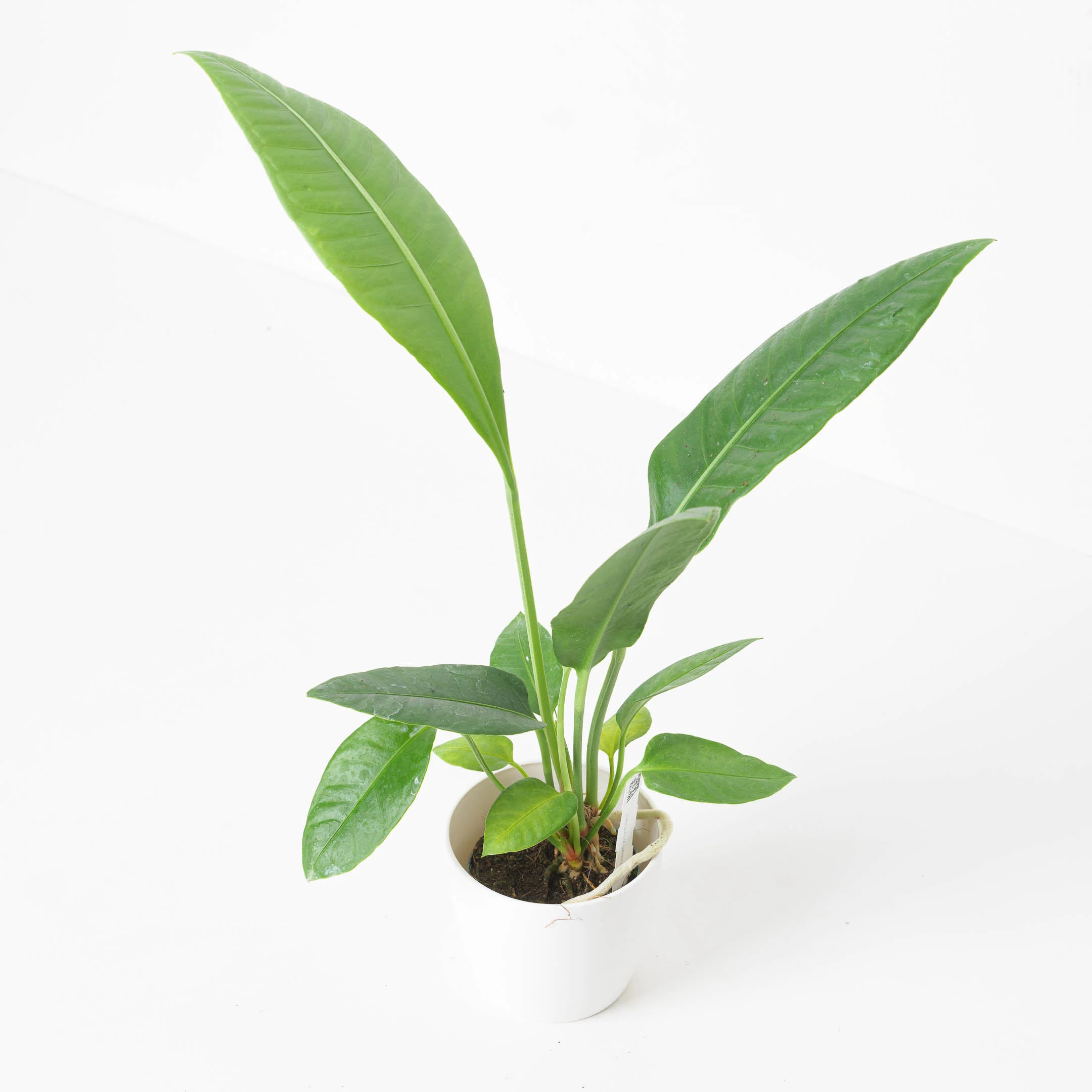 Anthurium sp. Birdsnest