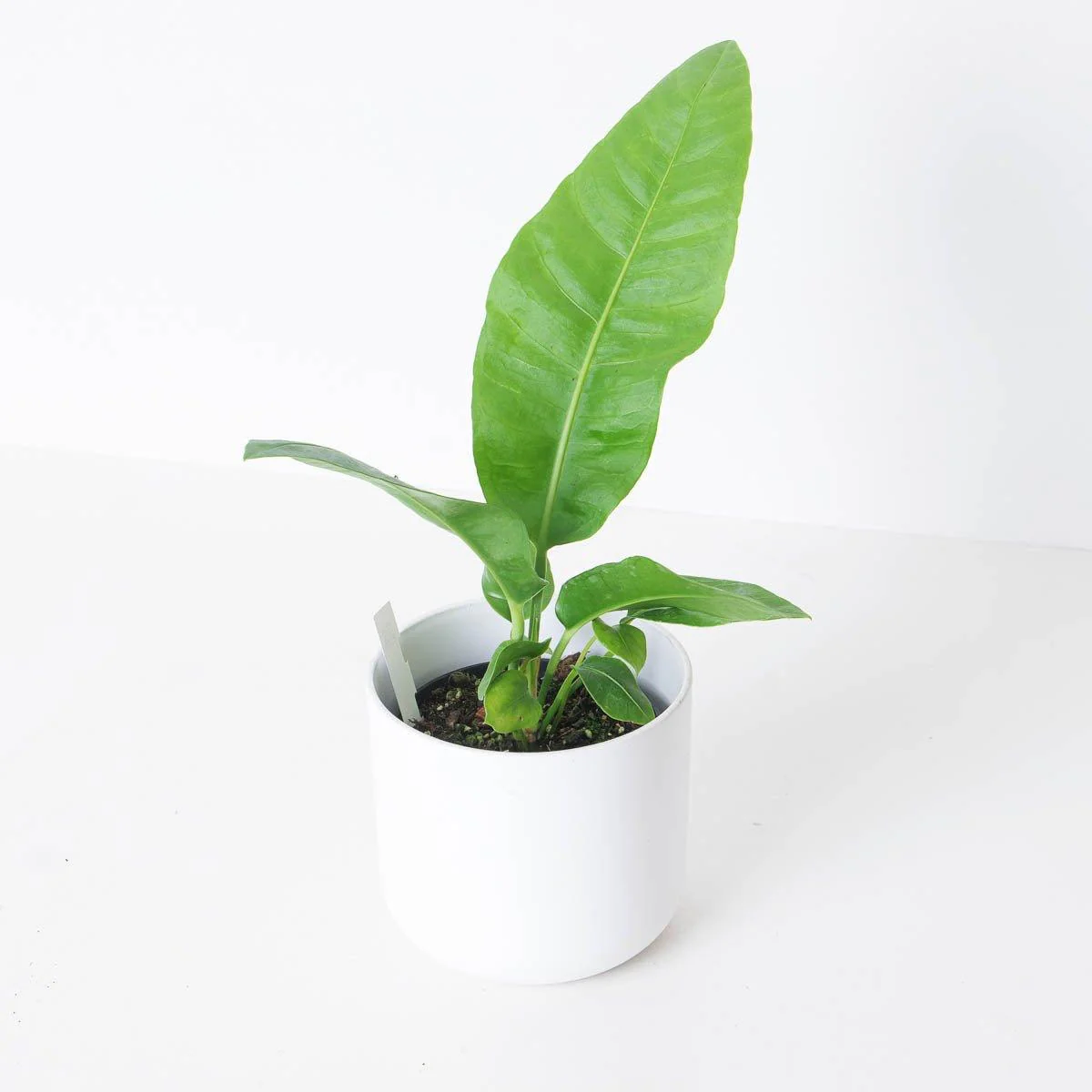 Anthurium sp. Birdsnest - Image 2