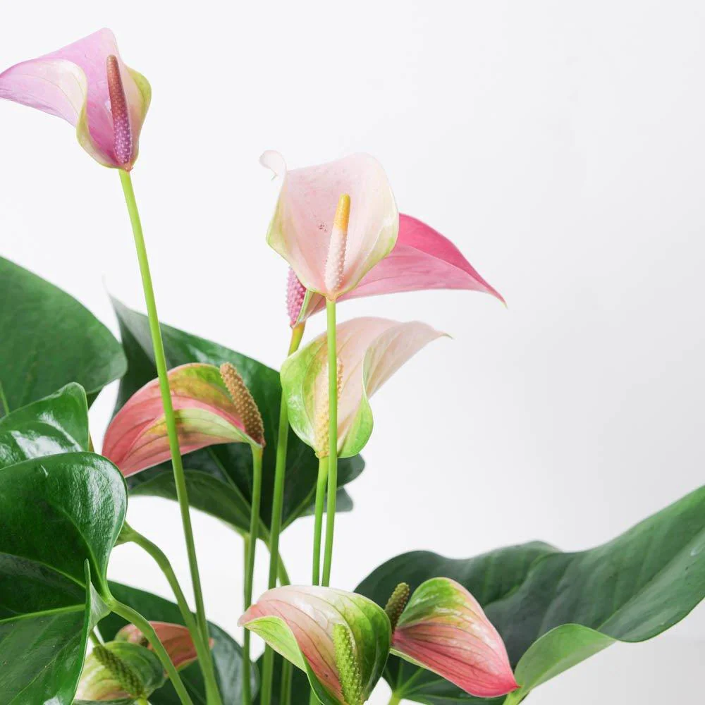 Anthurium 'Karma Duo' - Image 2