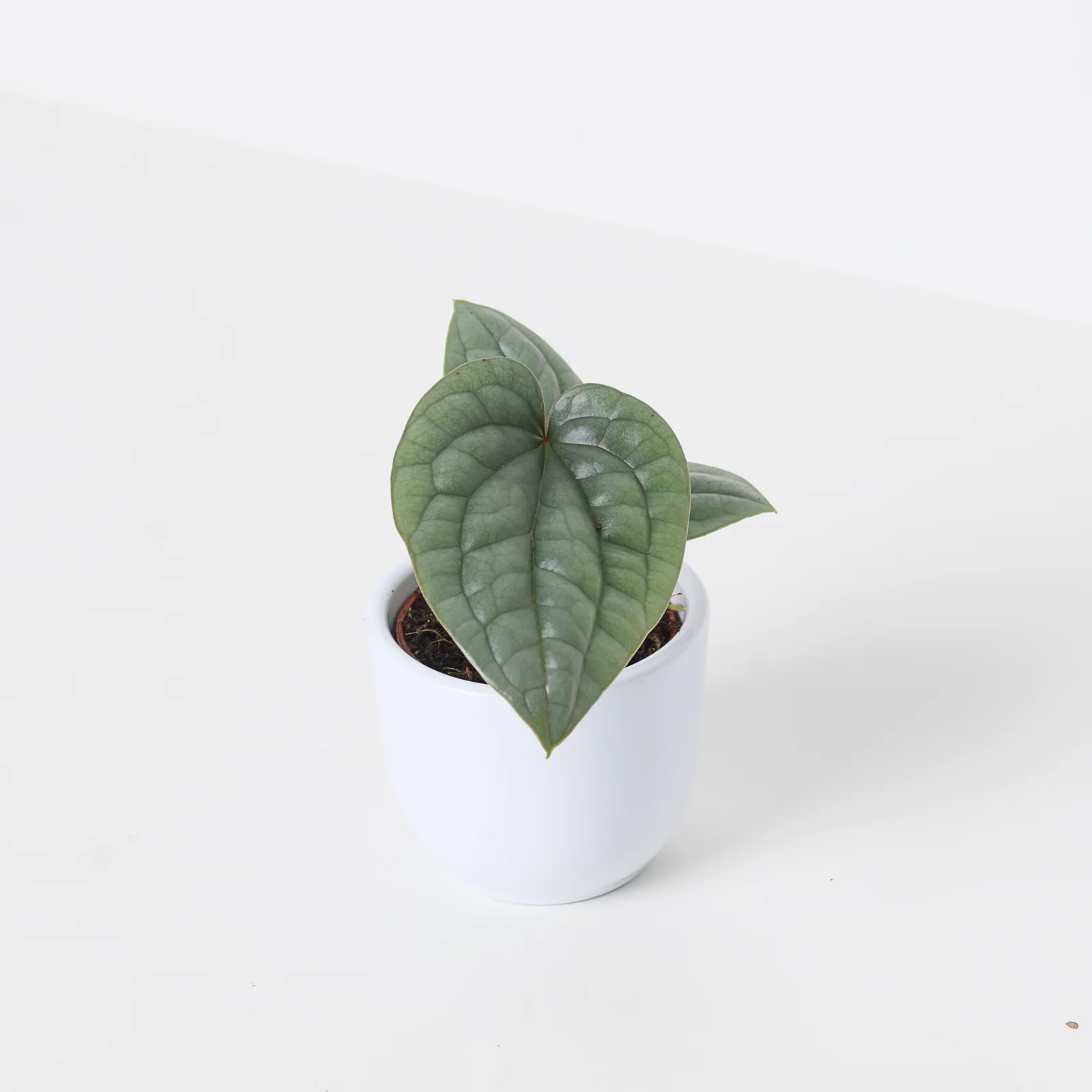 Anthurium luxurians 'Platinum' - Image 3