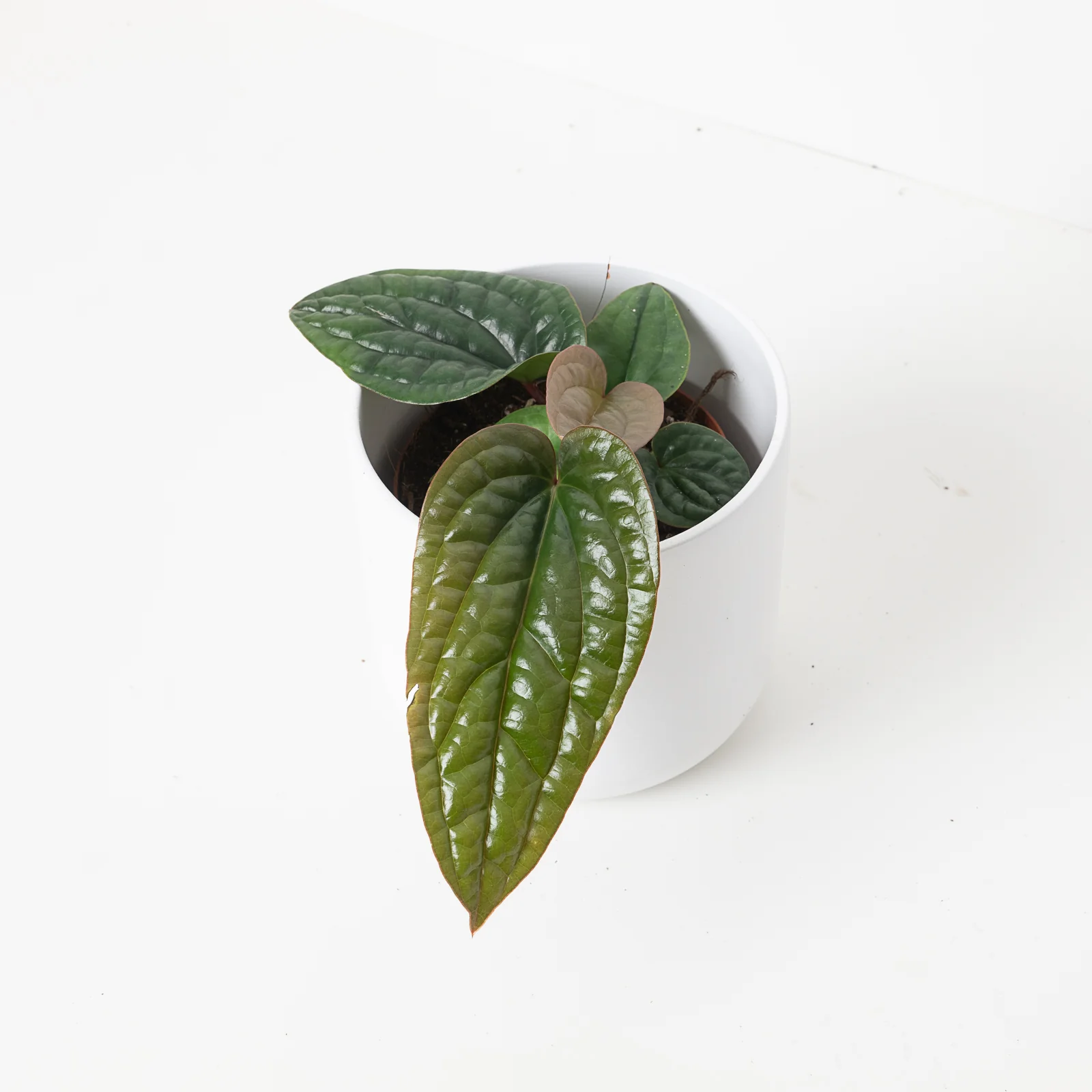 Anthurium Radicans x Luxurians - Image 3