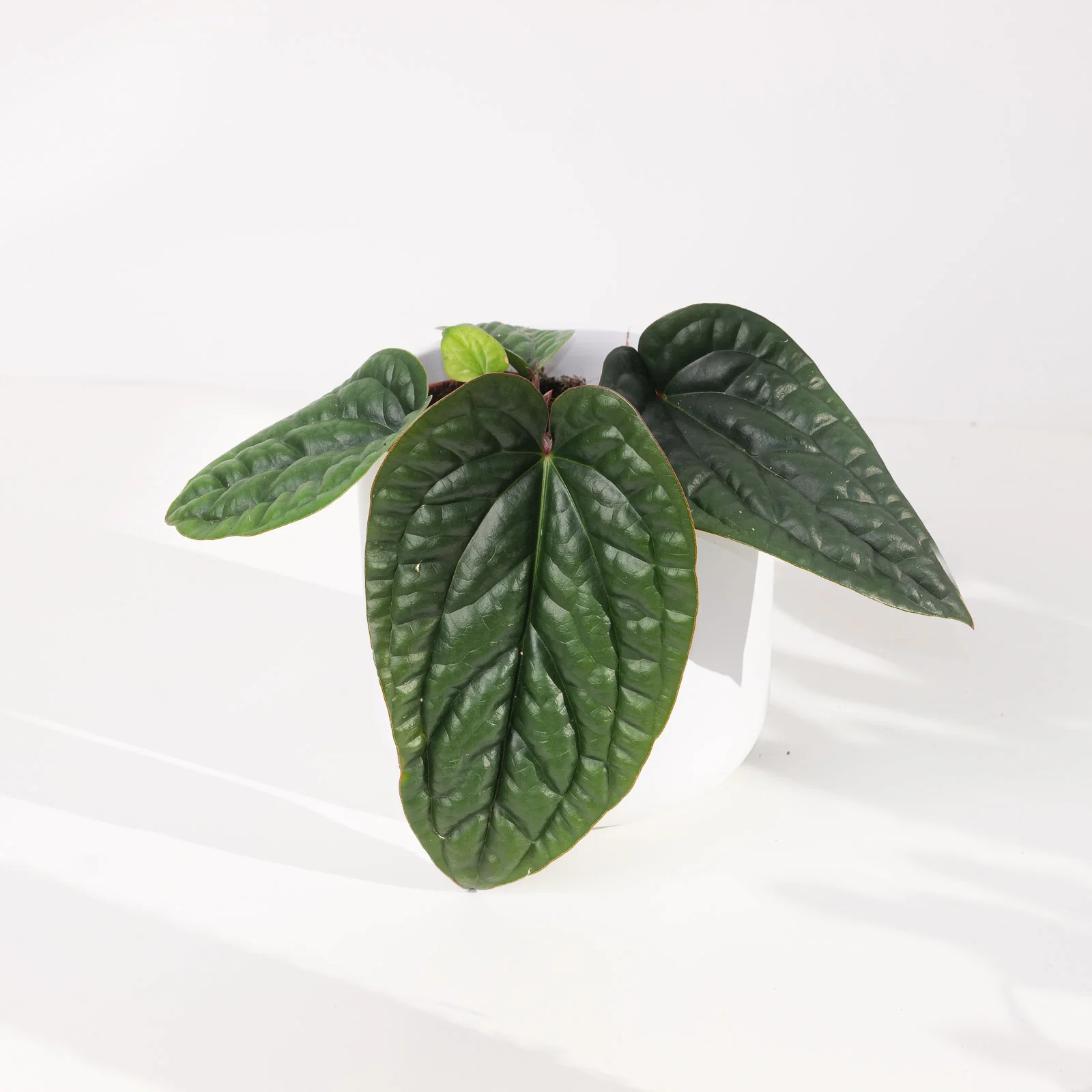 Anthurium Radicans x Luxurians - Image 4