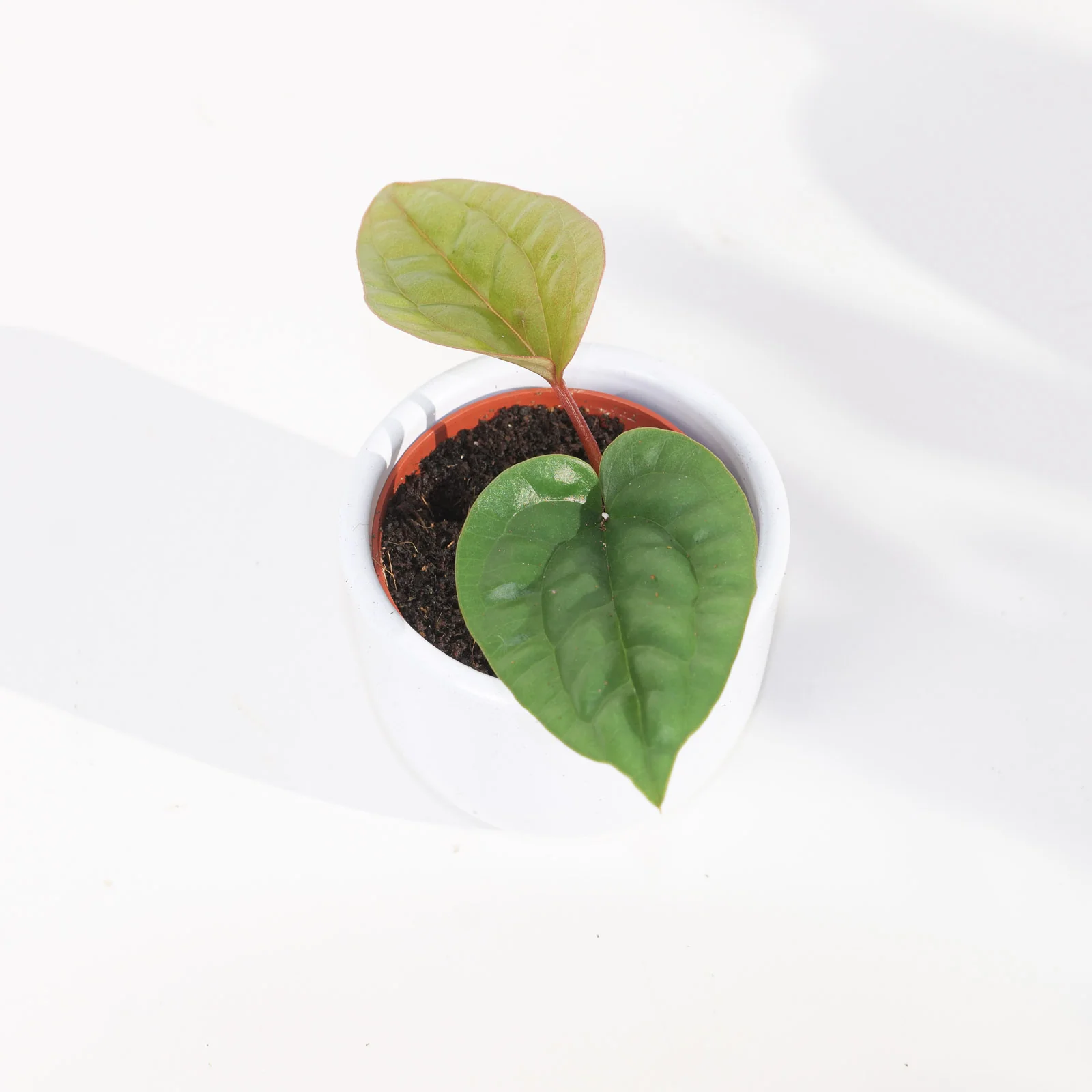 Anthurium Radicans x Luxurians - Image 5