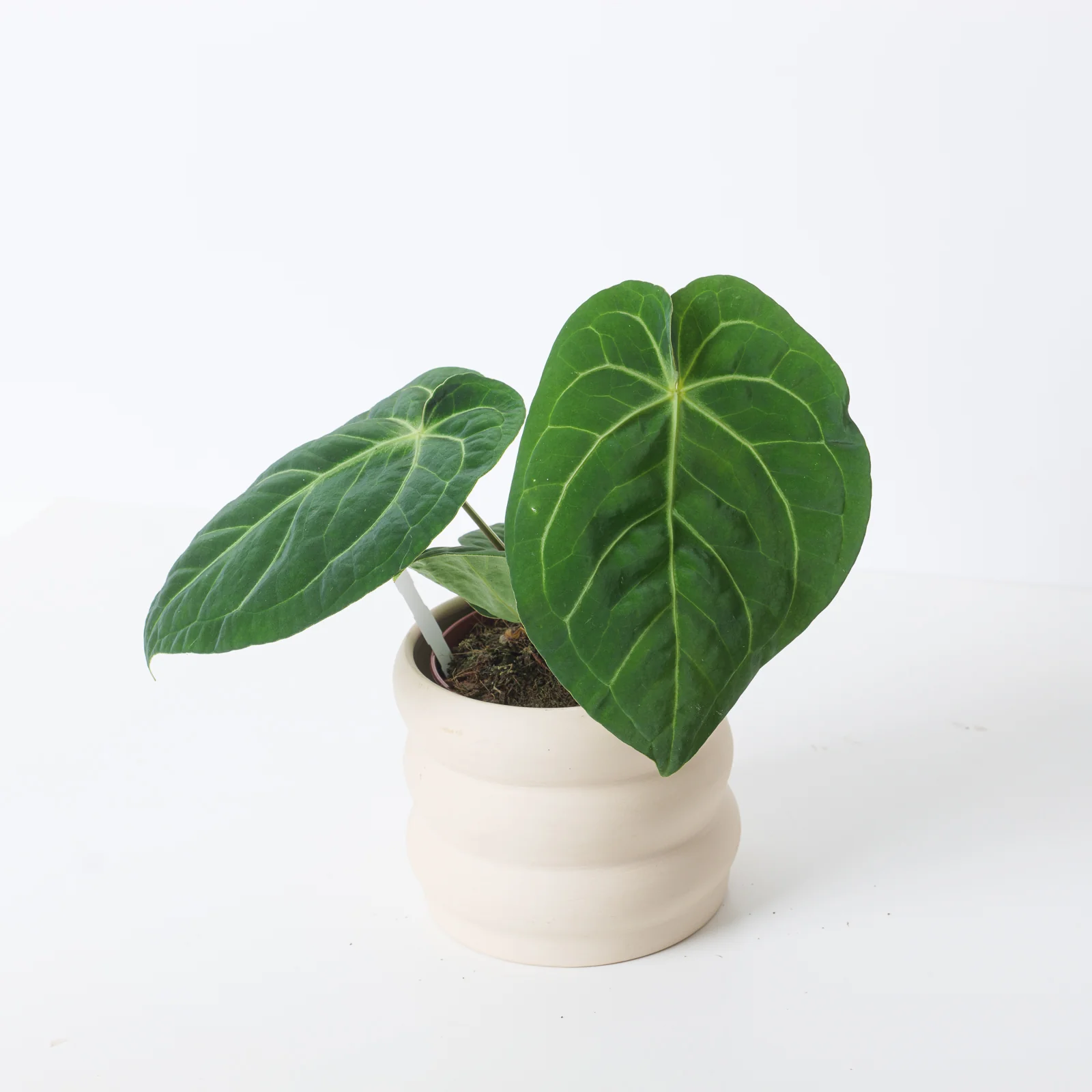 Anthurium magnificum