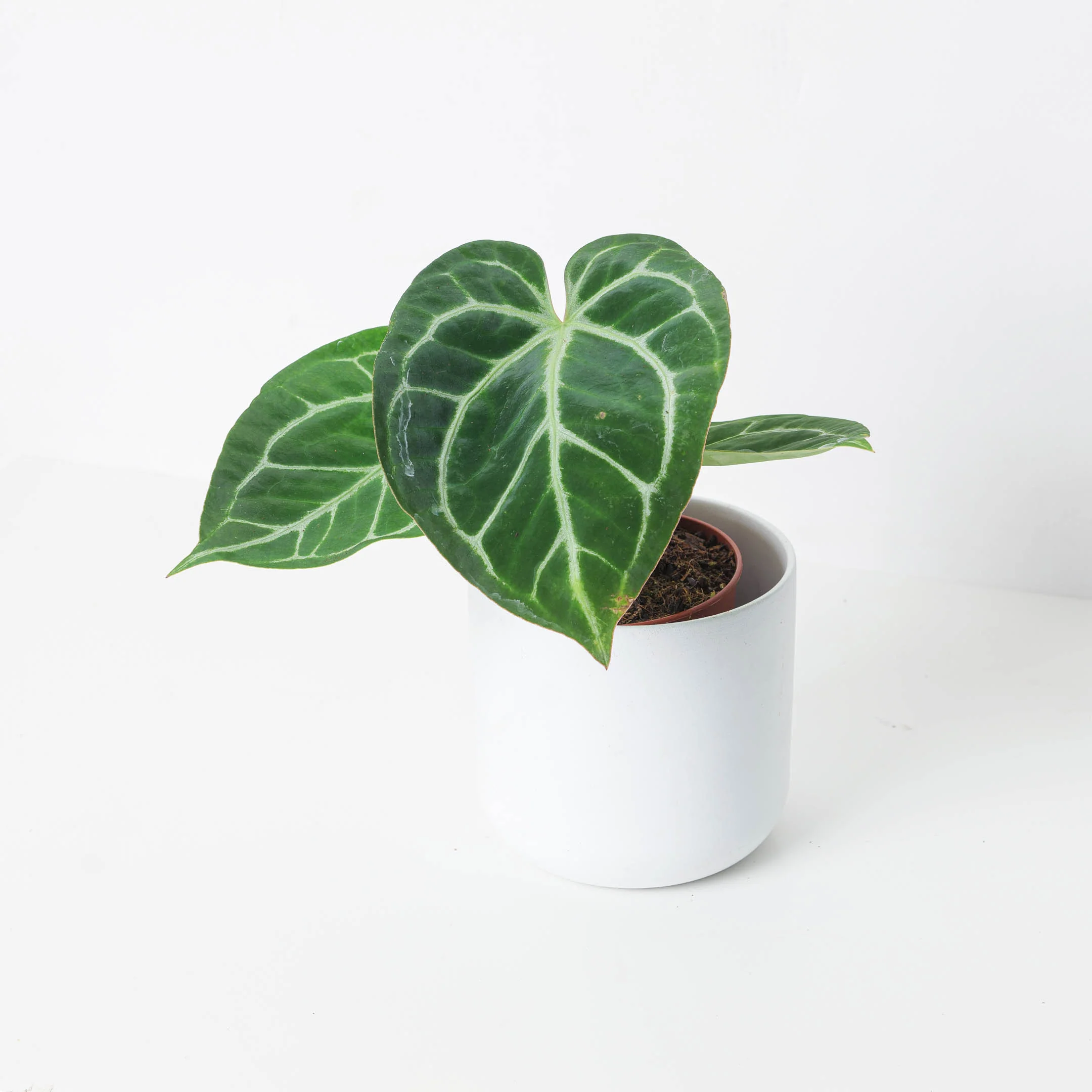 Anthurium magnificum - Image 2