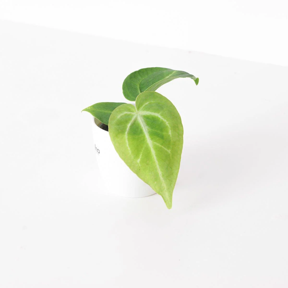 Anthurium magnificum - Image 3