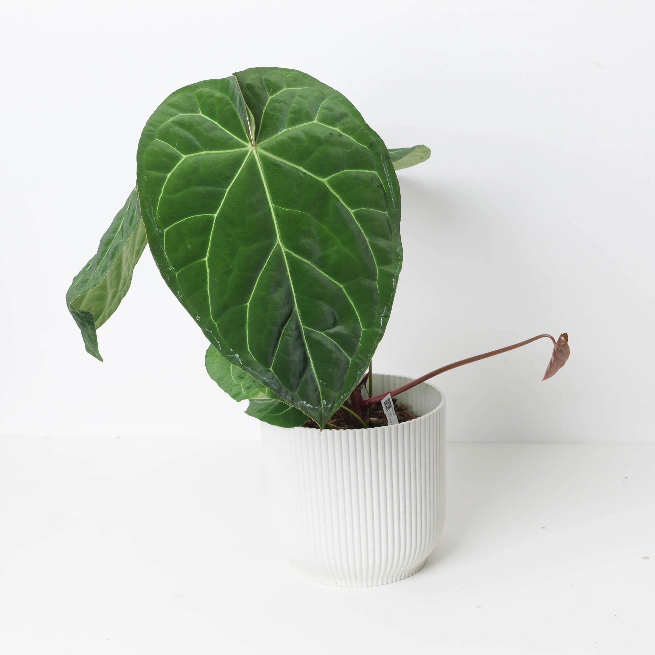 Anthurium magnificum x crystallinum