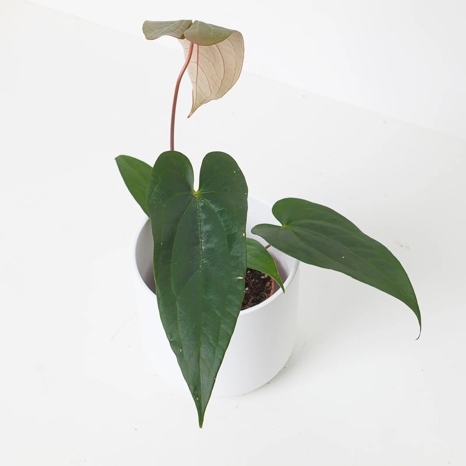 Anthurium magnificum x nigrolaminum 'Gigi'