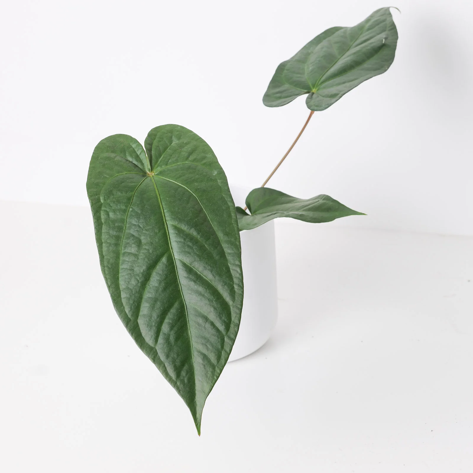 Anthurium magnificum x nigrolaminum 'Gigi' - Image 2