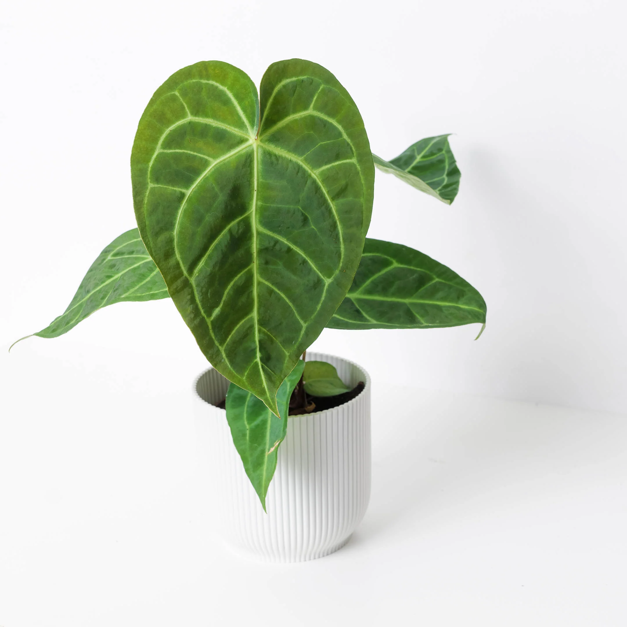 Anthurium magnificum x regale