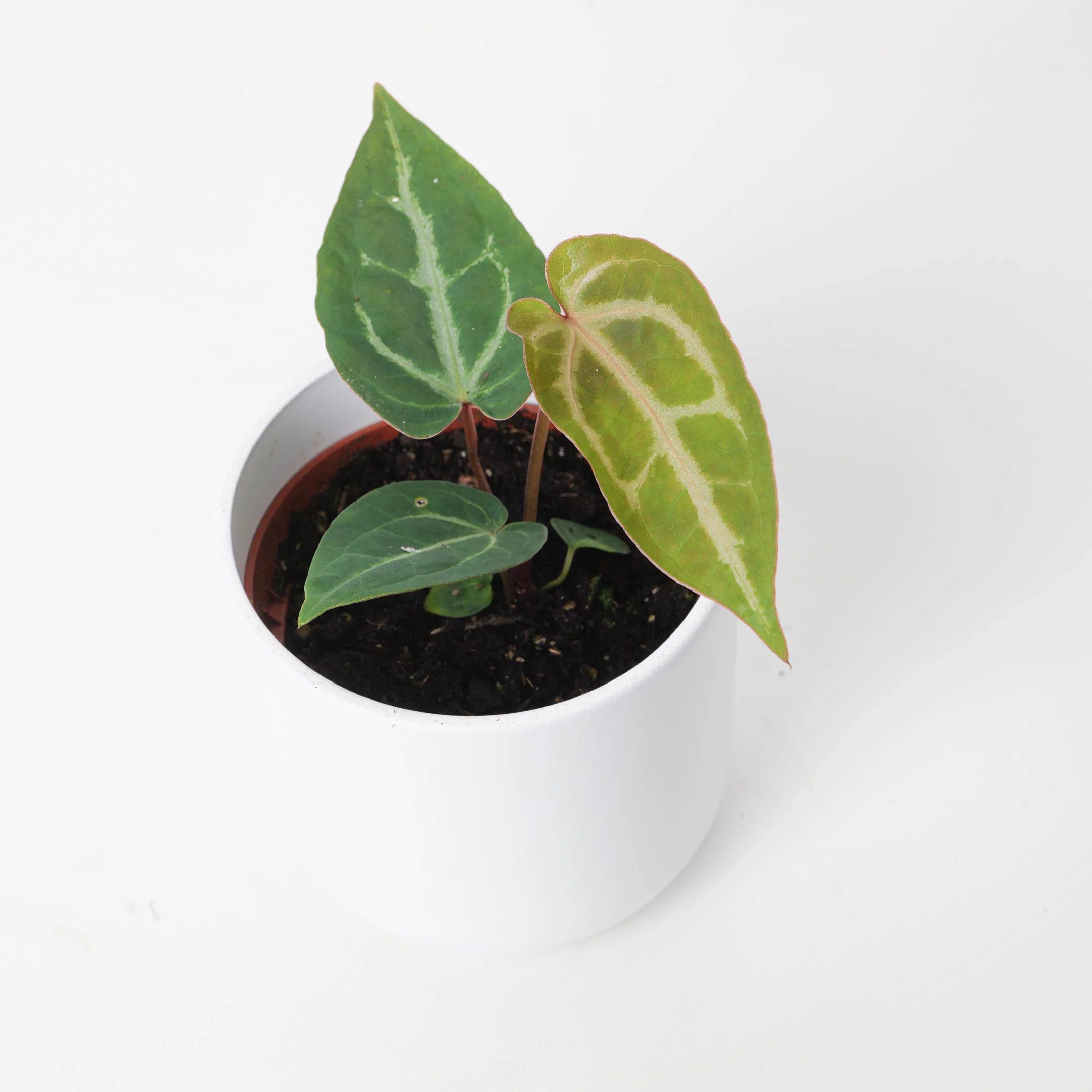 Anthurium Magnificum x (Zara x Michelle)