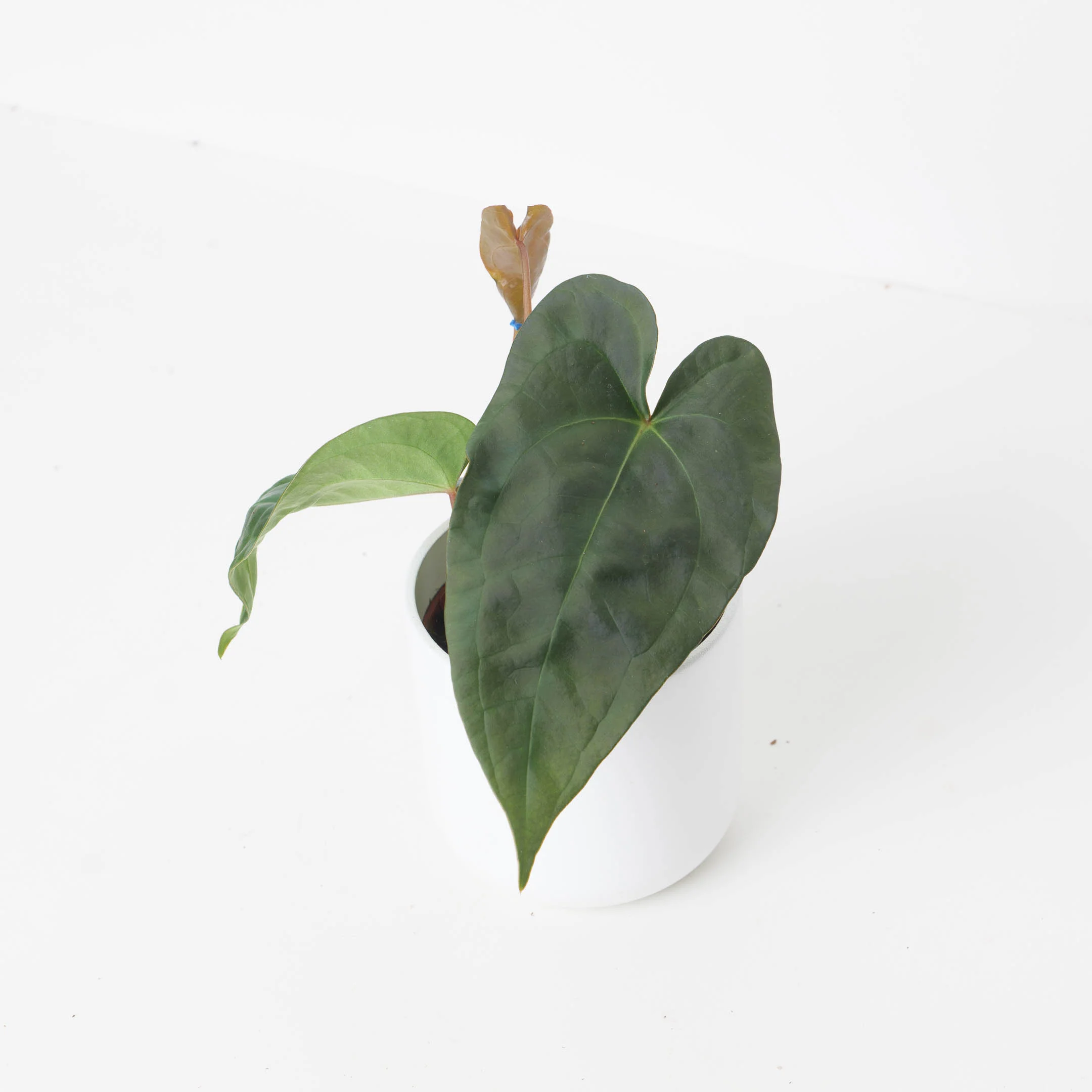 Anthurium nigrolaminum gigi x forgetti