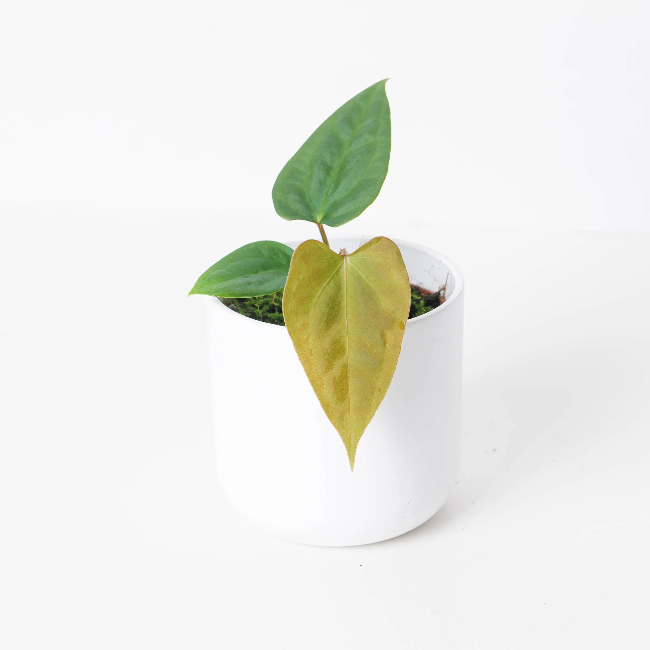 Anthurium nigrolaminum gigi x forgetti - Image 2