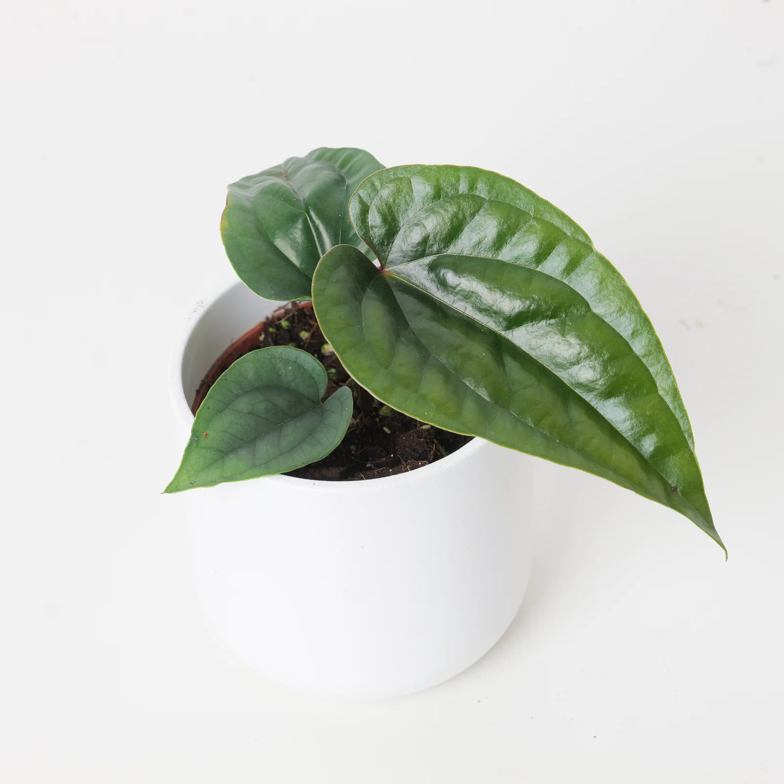 Anthurium nigrolaminum 'Gigi' x luxurians