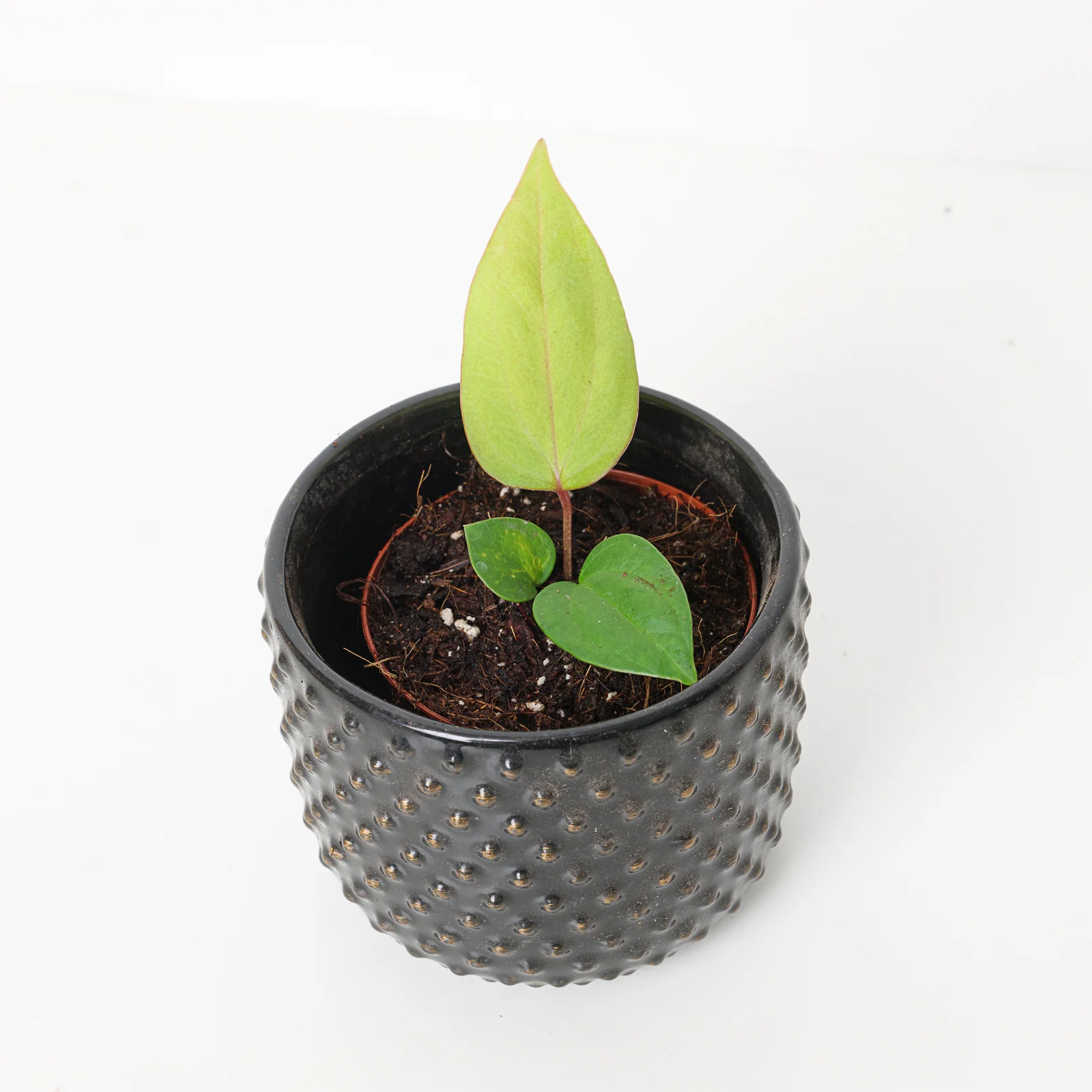 Anthurium nigrolaminum 'Gigi' x papillilaminum