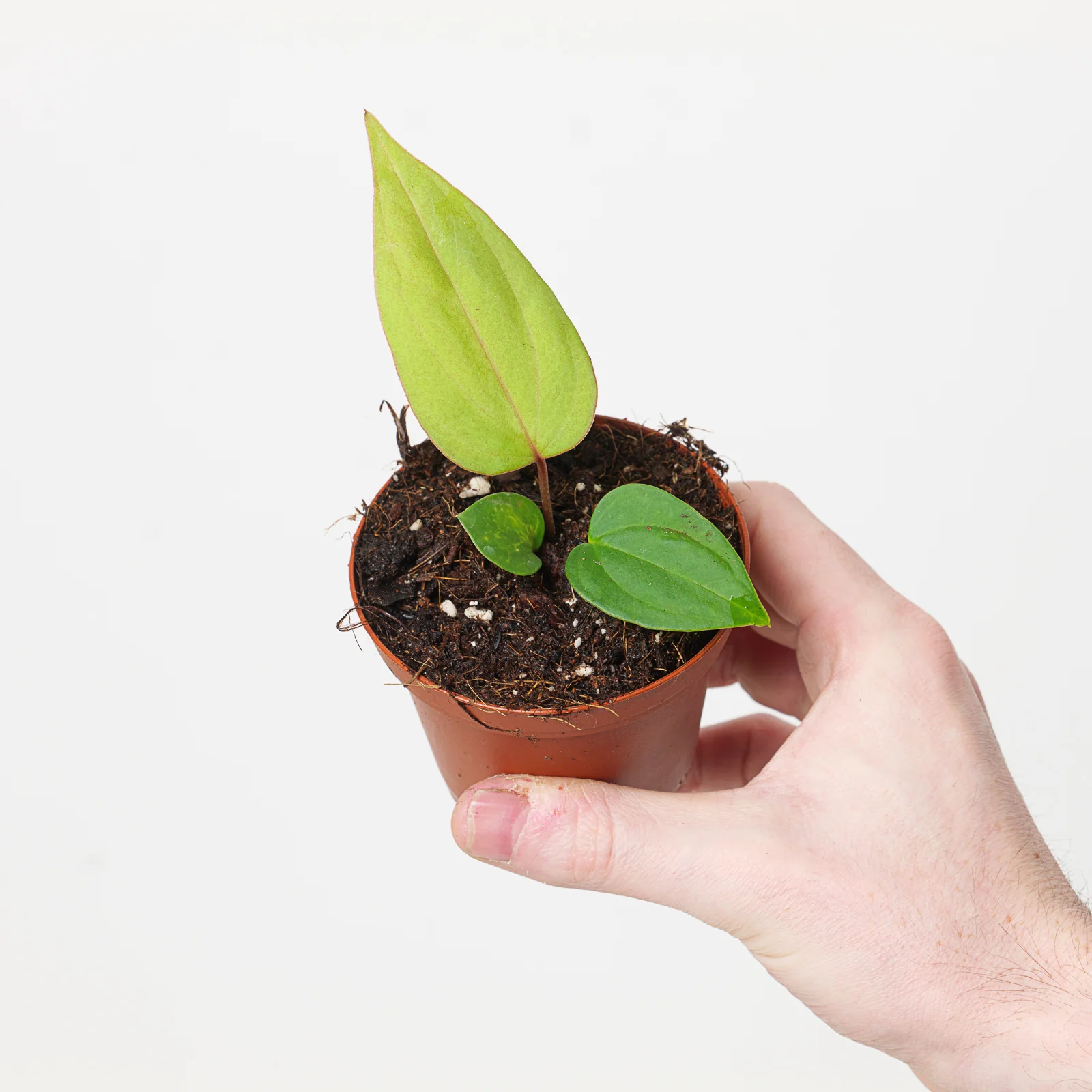 Anthurium nigrolaminum 'Gigi' x papillilaminum - Image 2