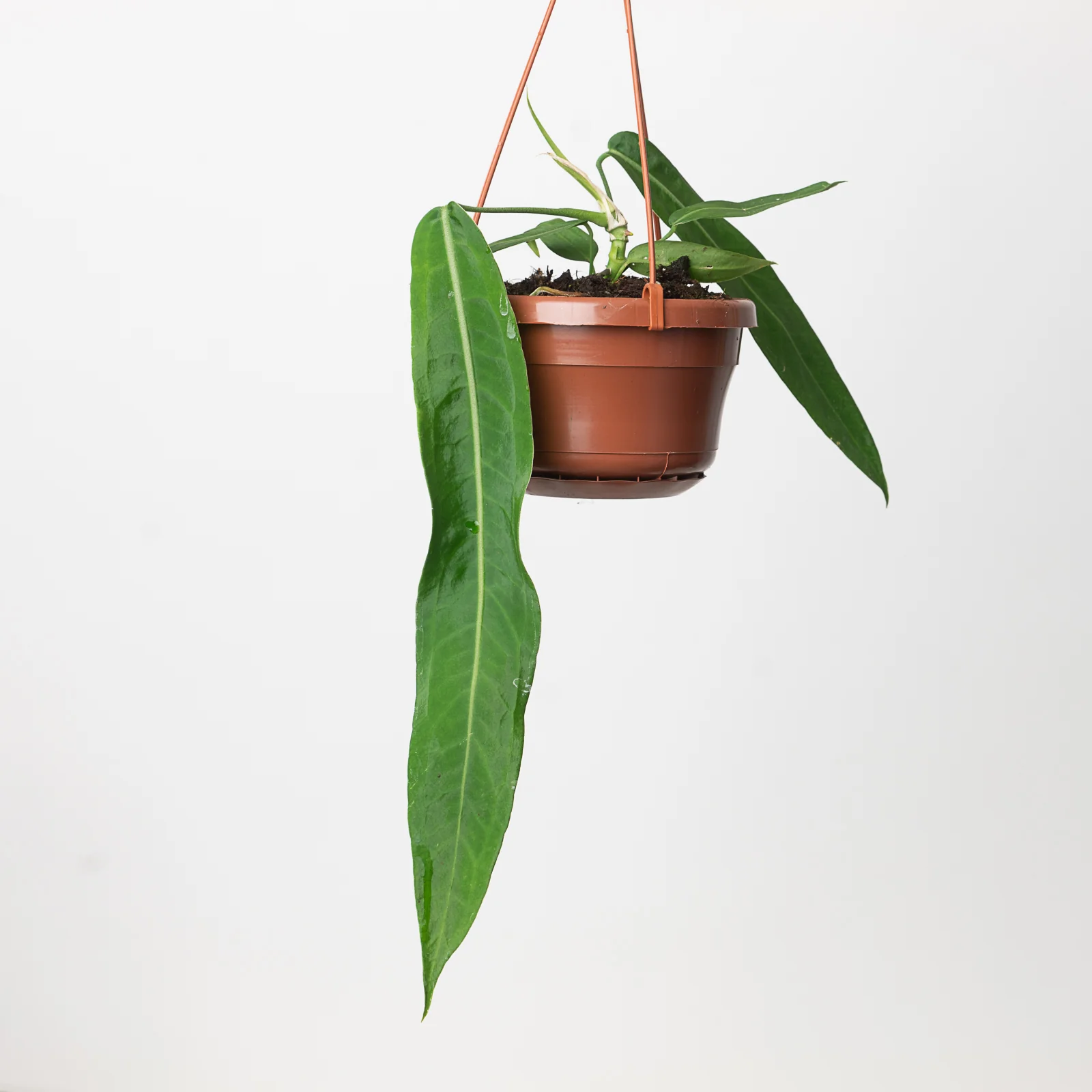 Anthurium pallidiflorum