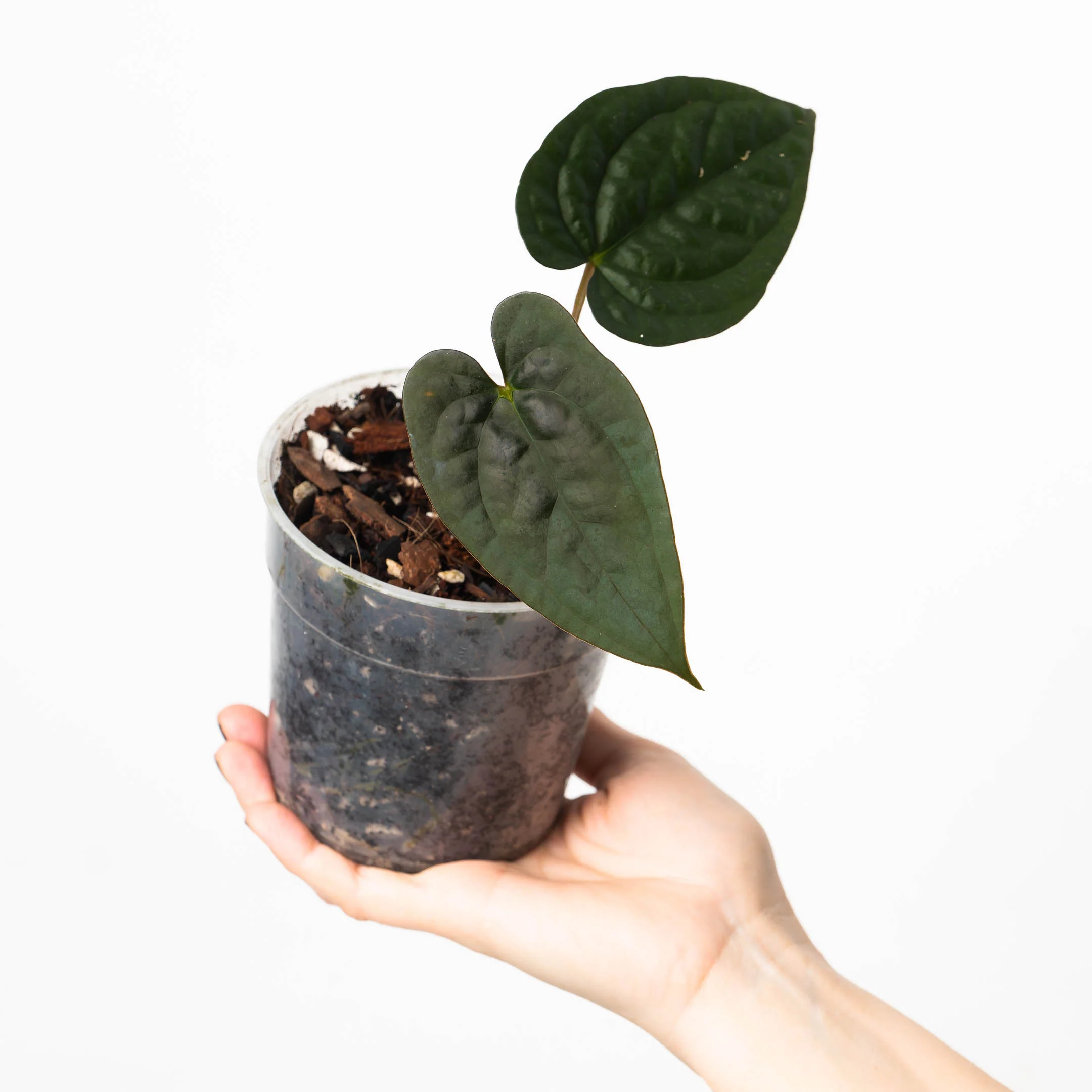 Anthurium papililaminum RA #5 x luxurians