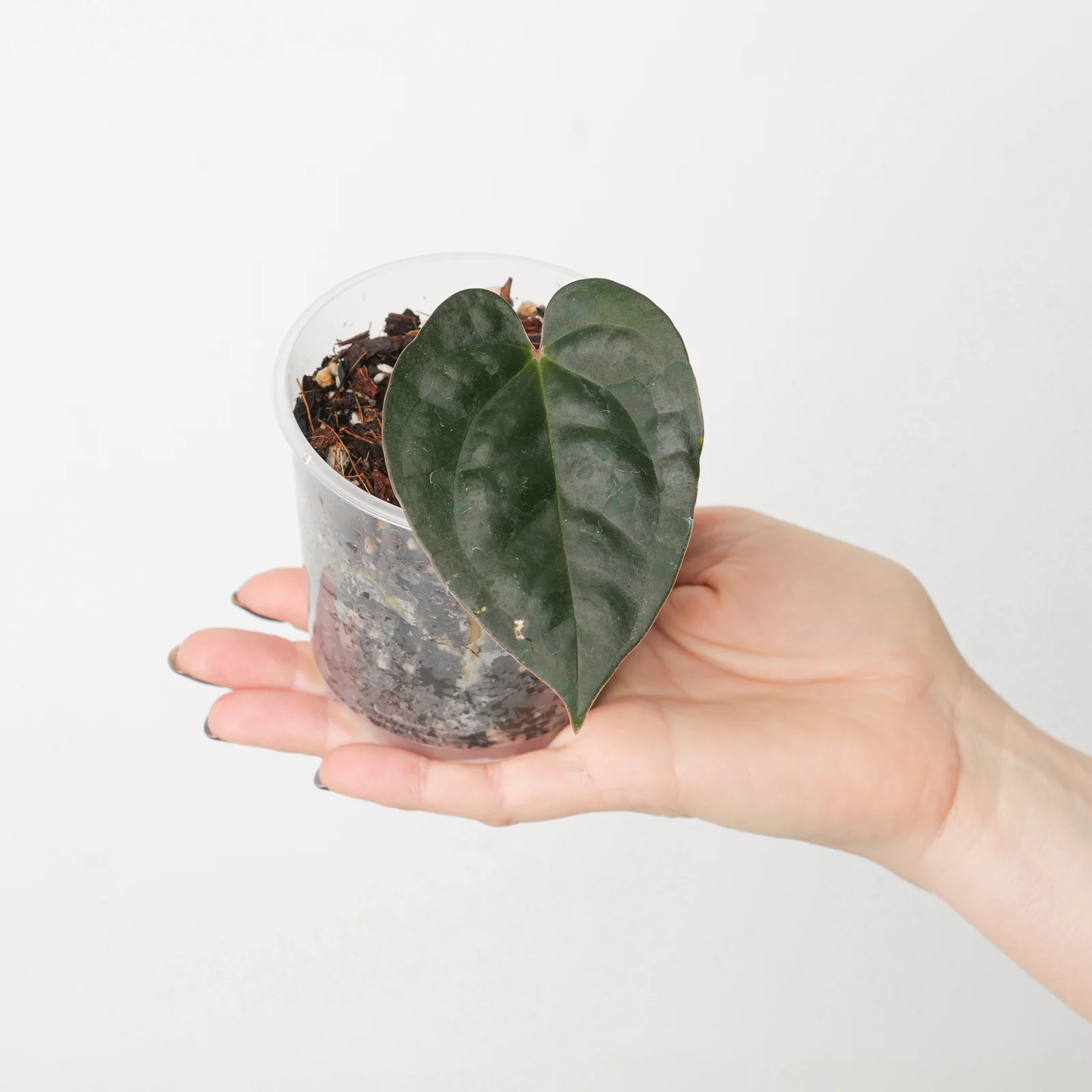 Anthurium papililaminum RA #5 x luxurians - Image 2