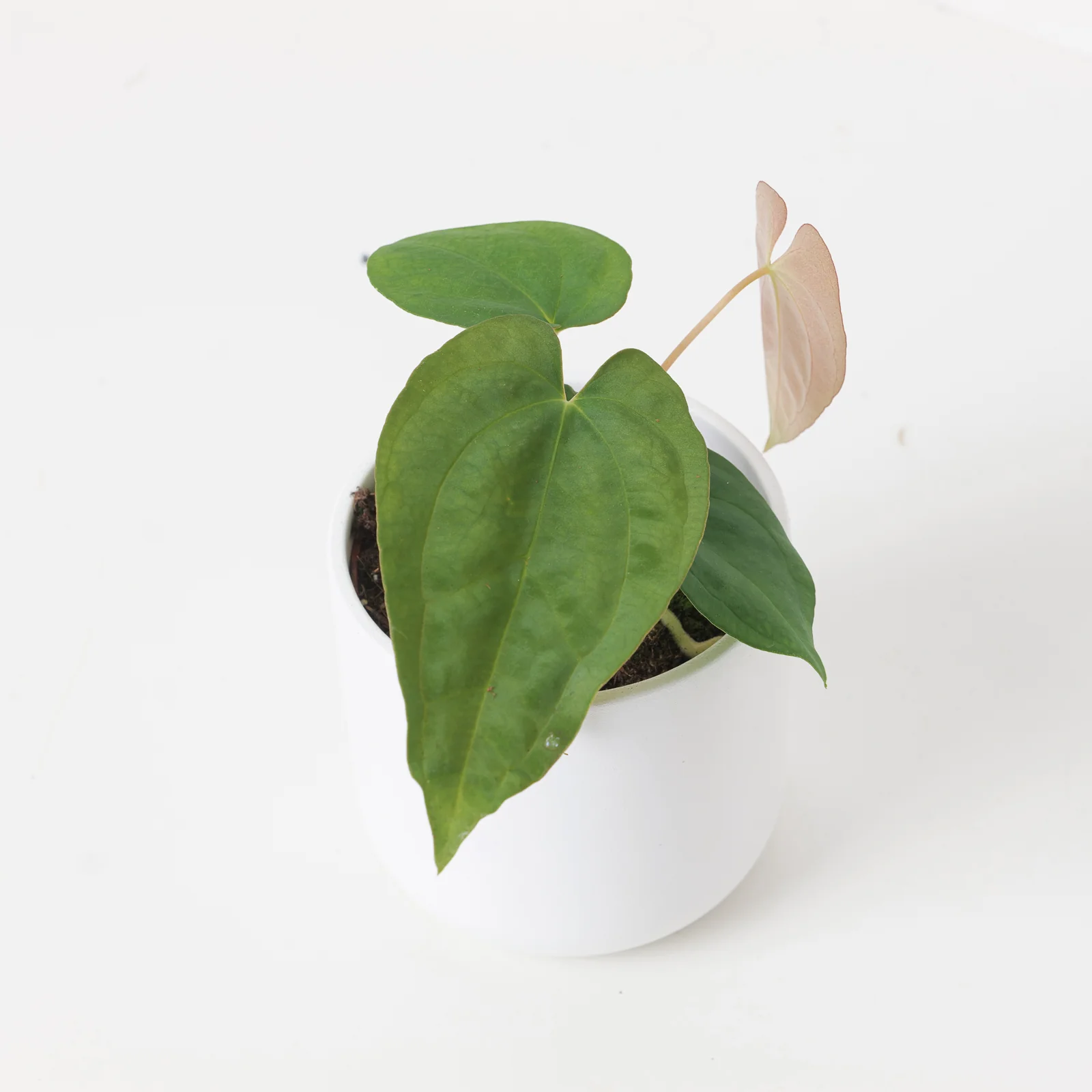 Anthurium papillilaminum