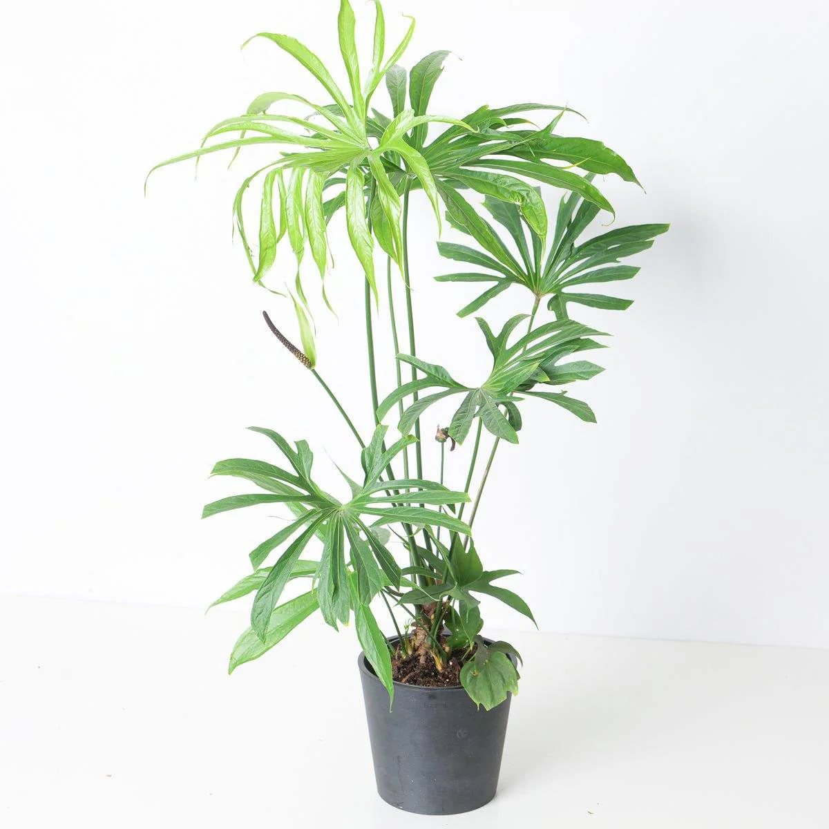 Anthurium pedatoradiatum - Image 3