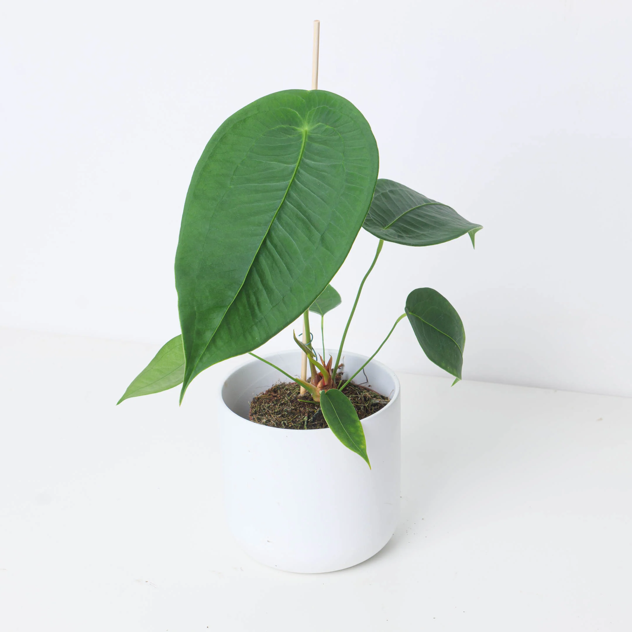Anthurium peltigerium