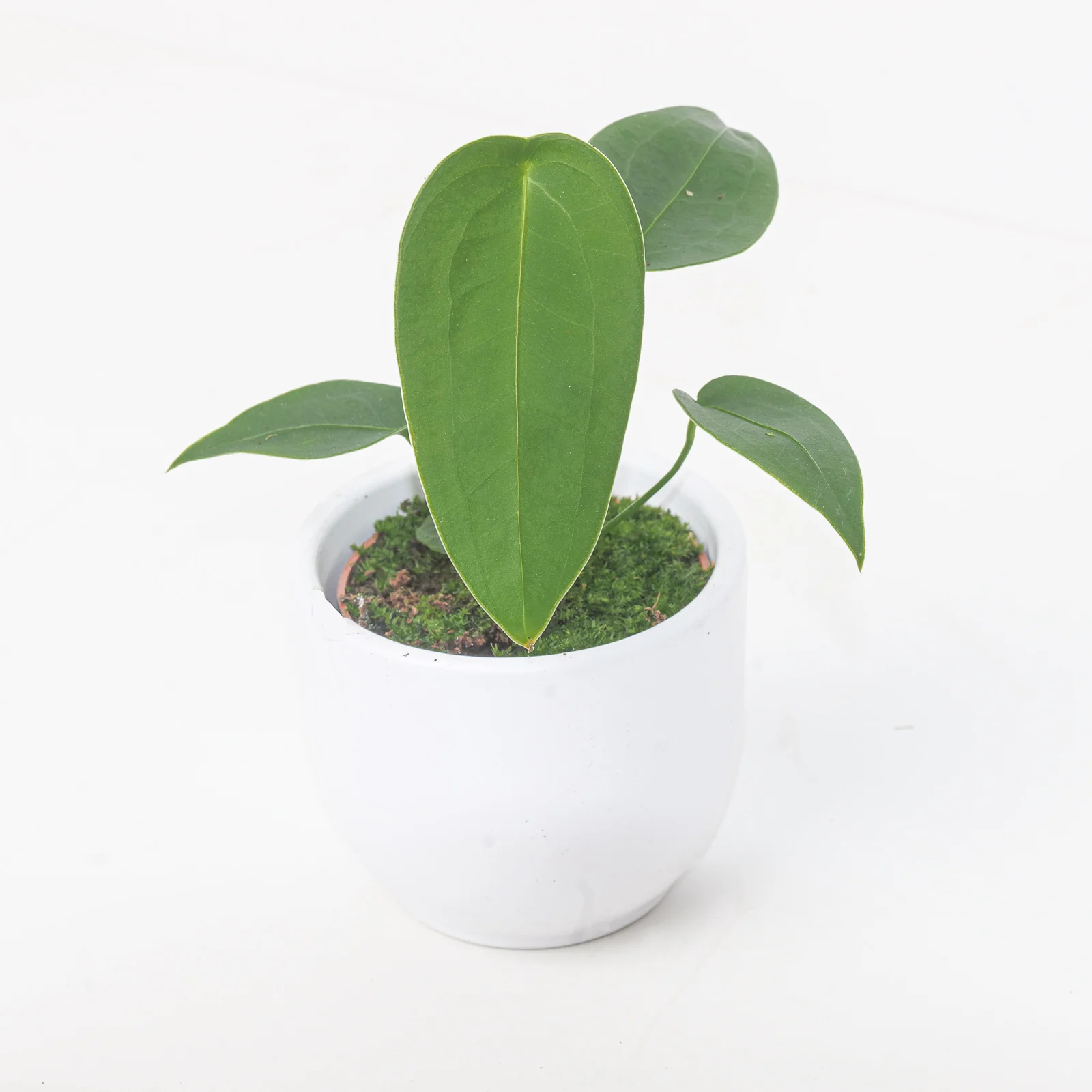 Anthurium peltigerium - Image 2