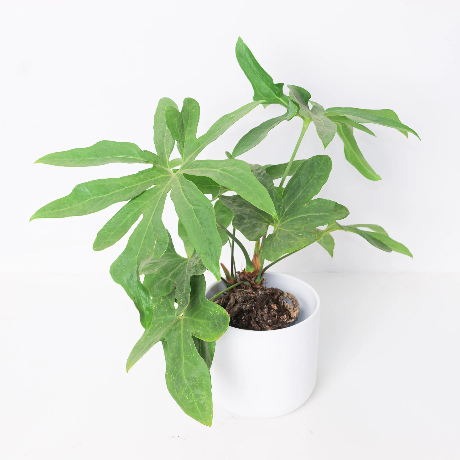 Anthurium podophyllum