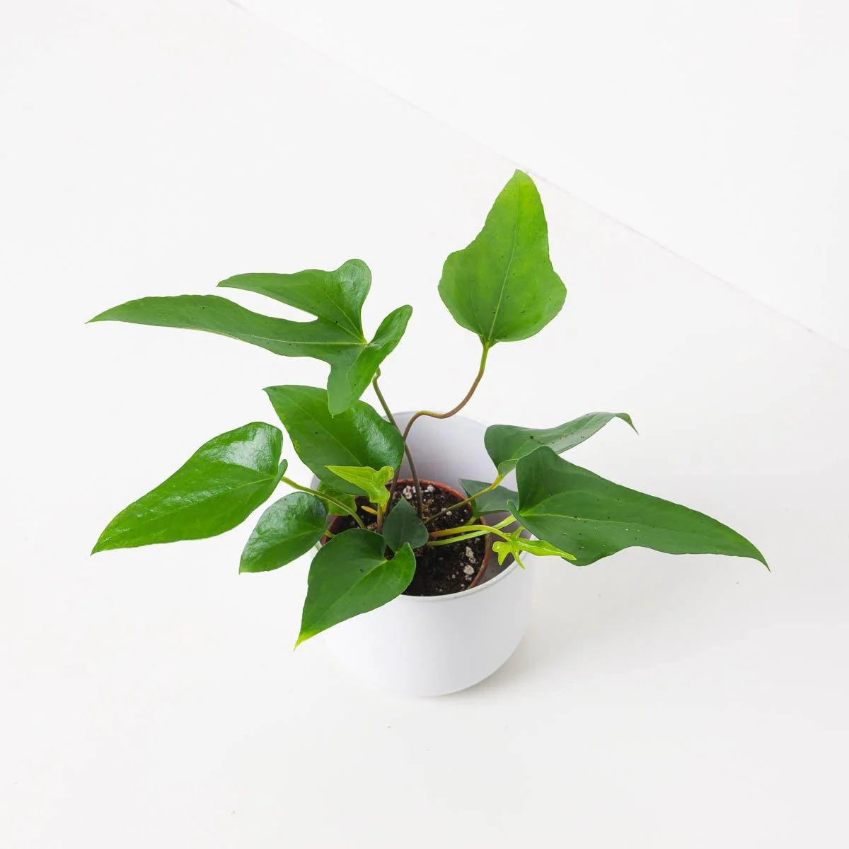 Anthurium podophyllum - Image 2