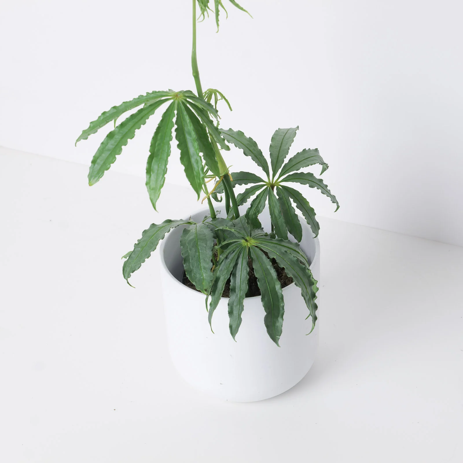 Anthurium polyschistum - Image 2