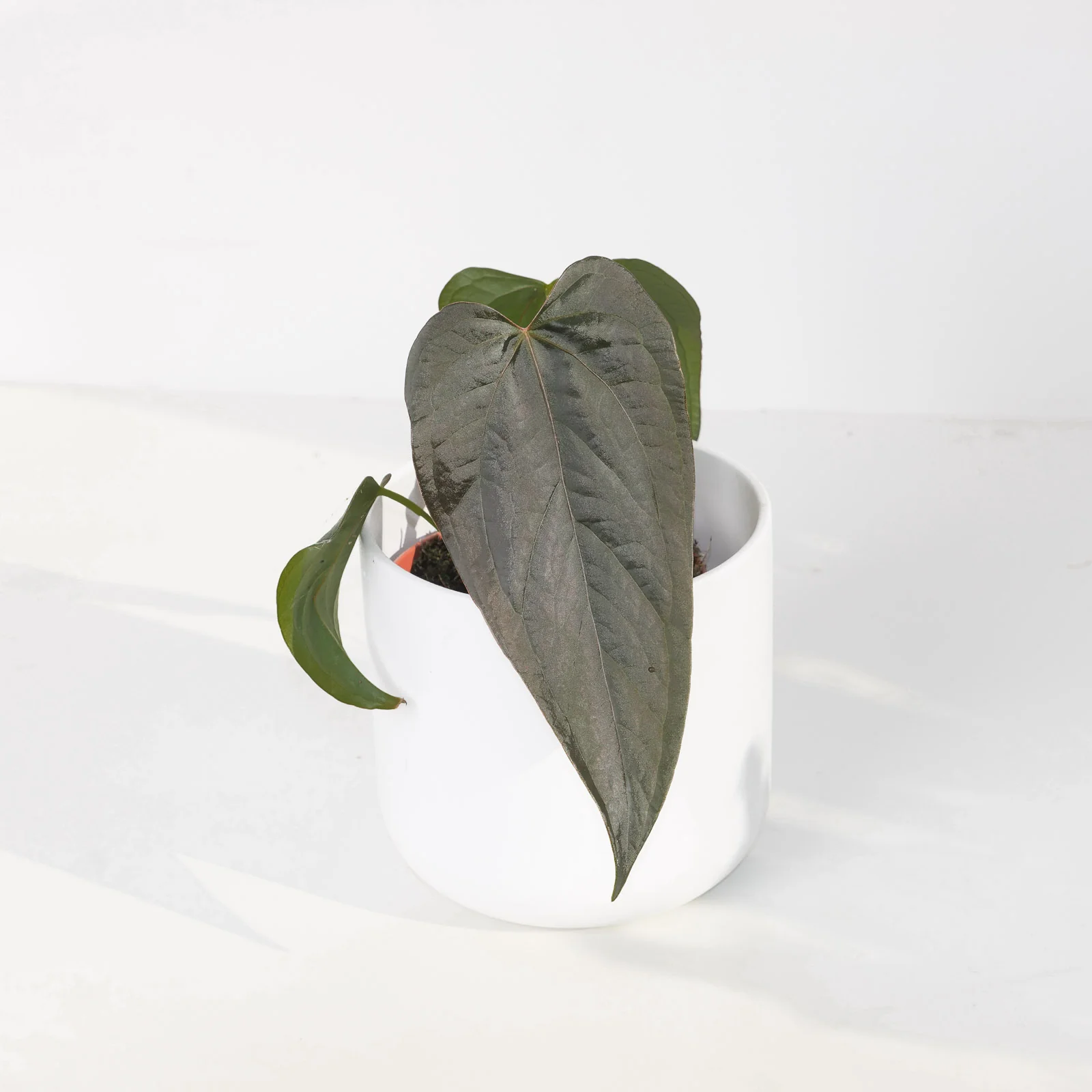 Anthurium Queen of Hearts