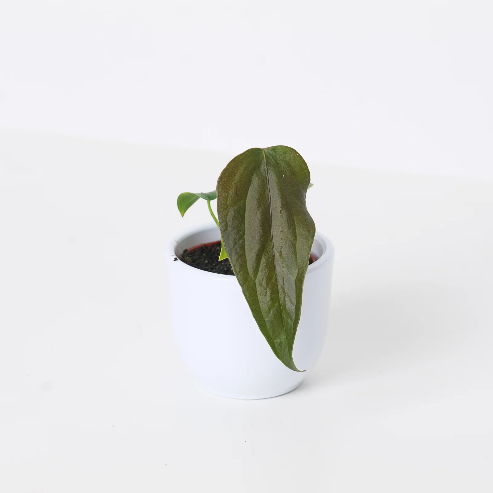 Anthurium Queen of Hearts - Image 2