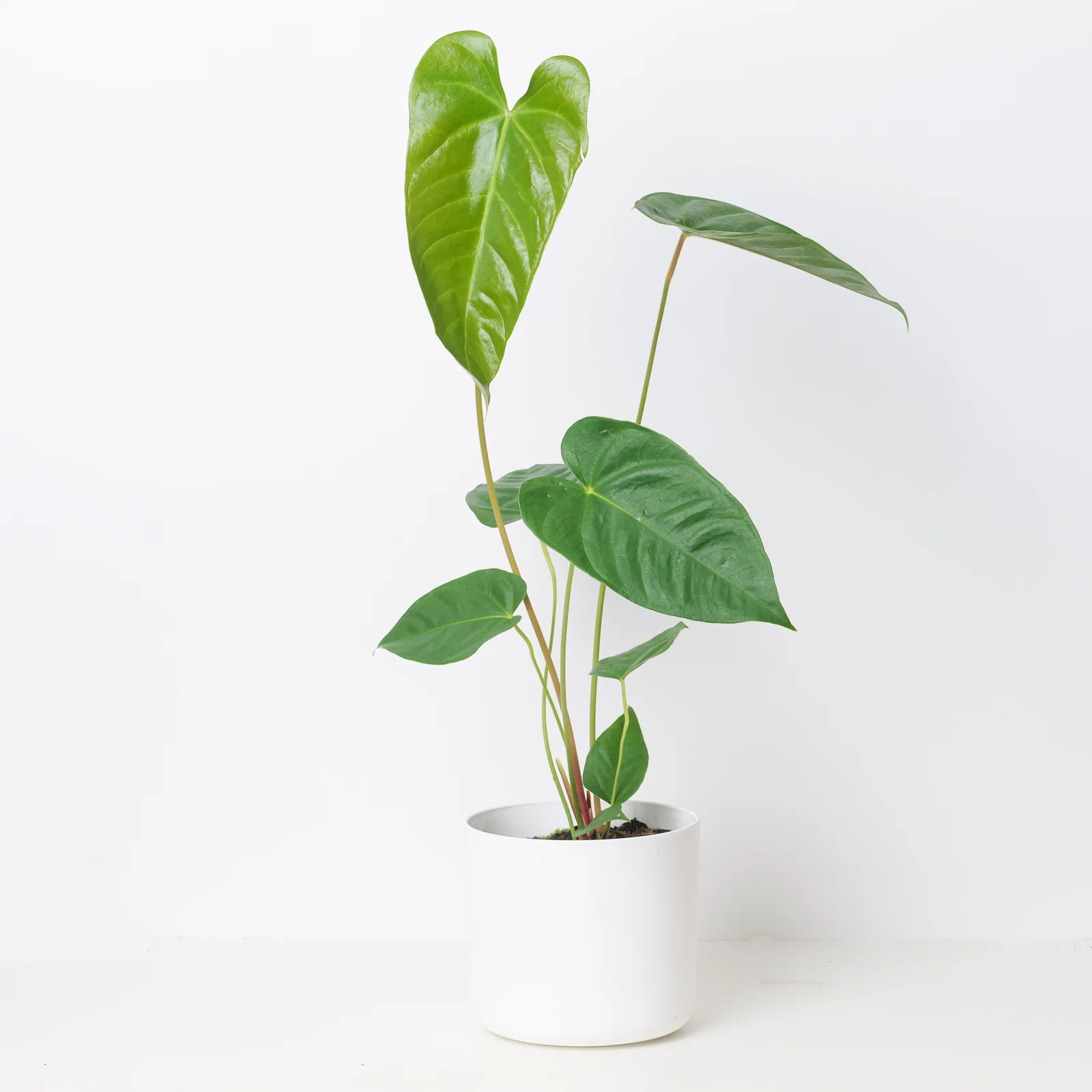 Anthurium recavum
