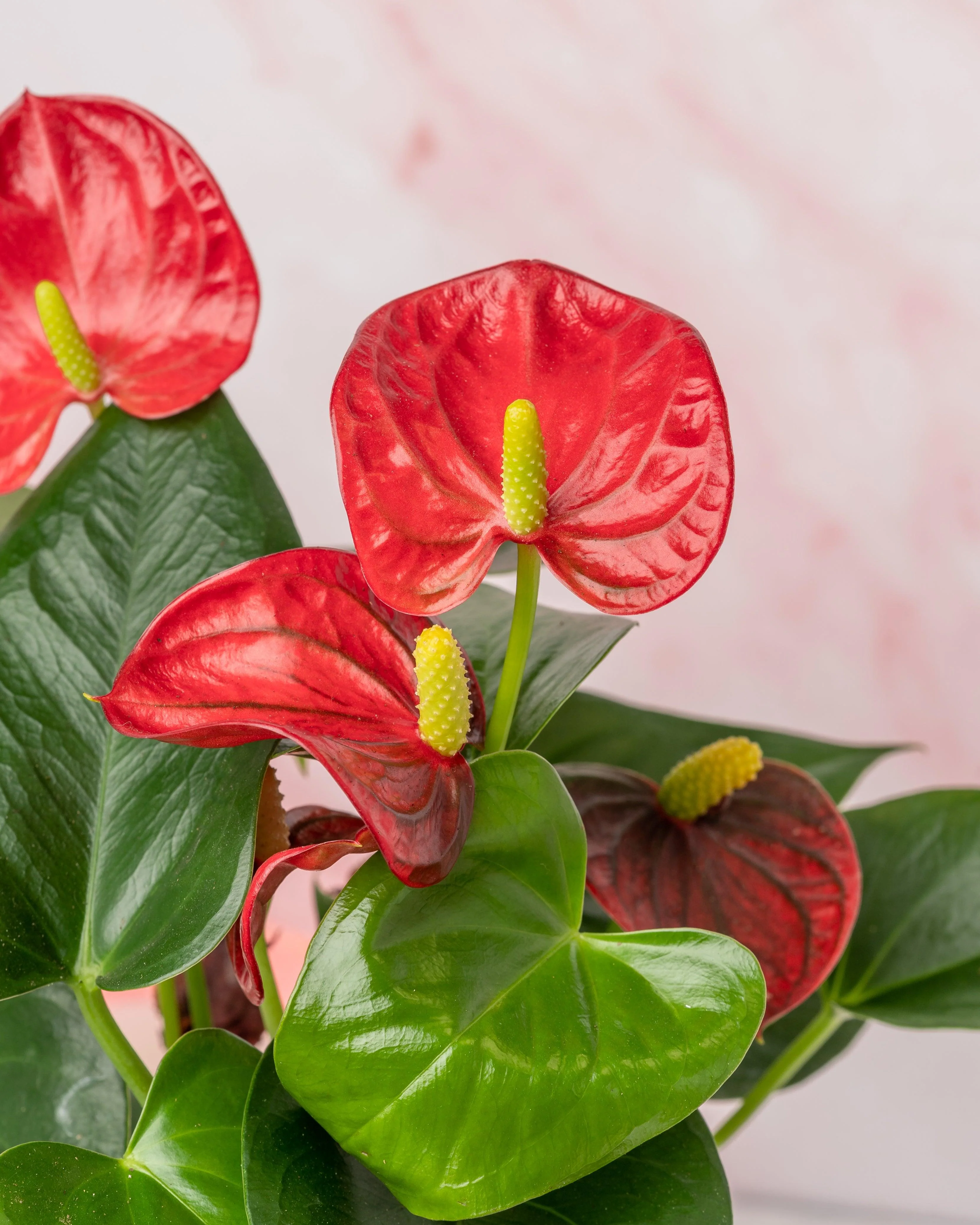 Anthurium Red Diamond