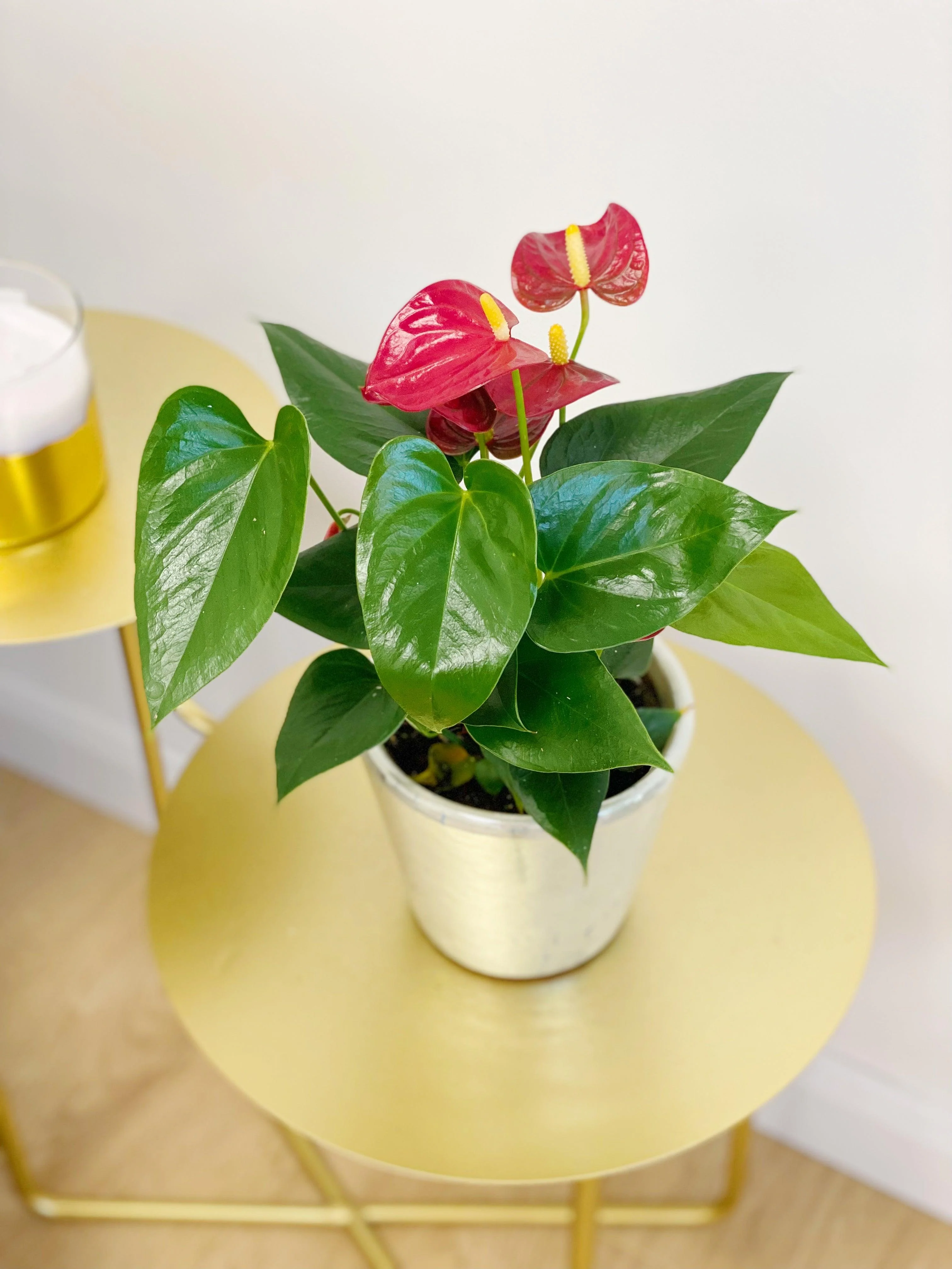 Anthurium Red Diamond - Image 2