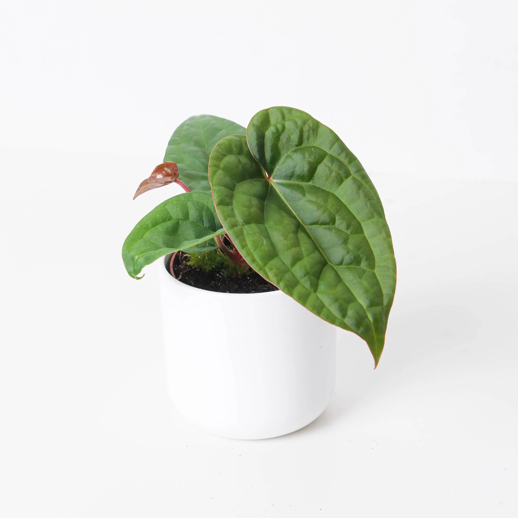 Anthurium Regale x Luxurians
