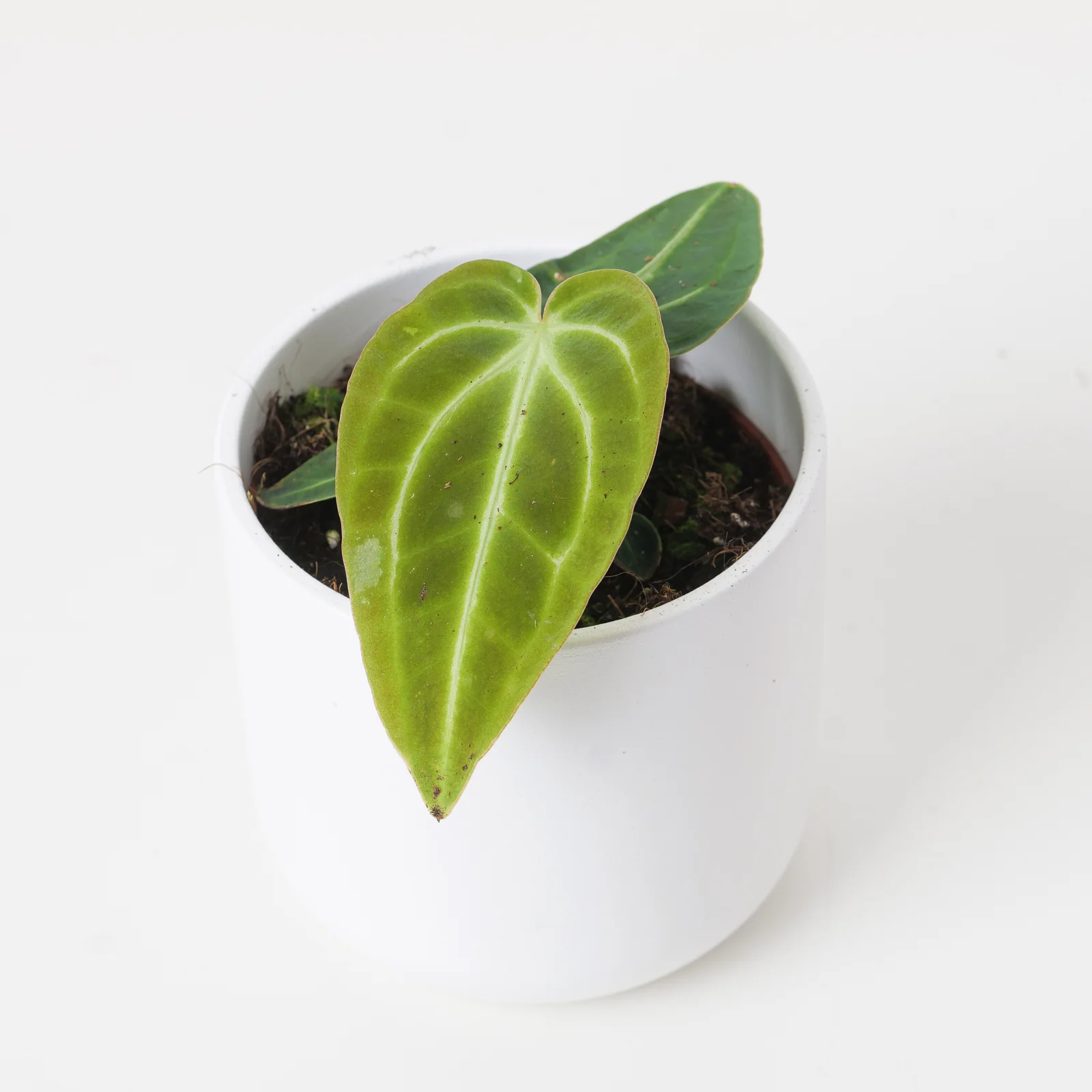 Anthurium regale x nigrolaminum 'Gigi'