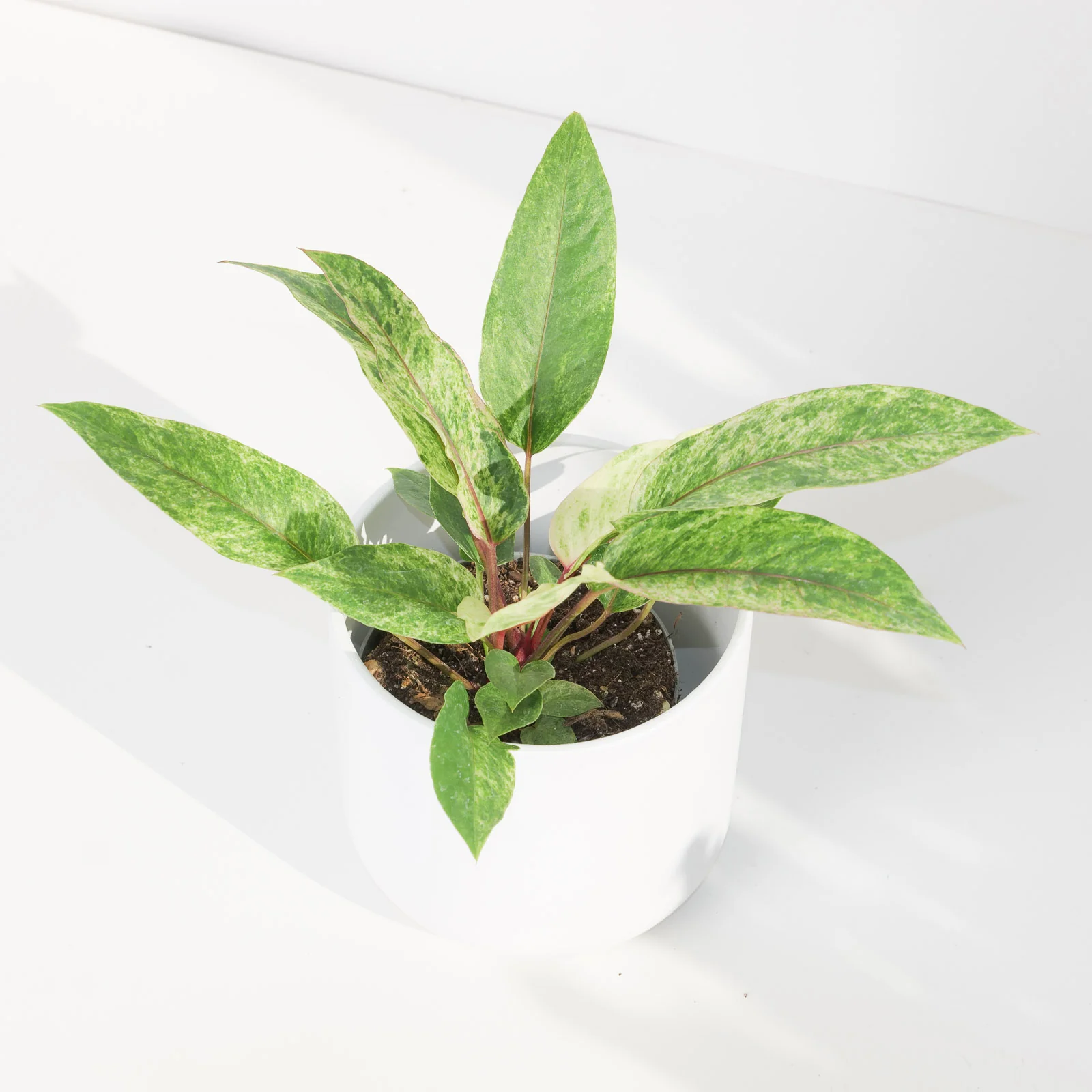 Anthurium renaissance variegata