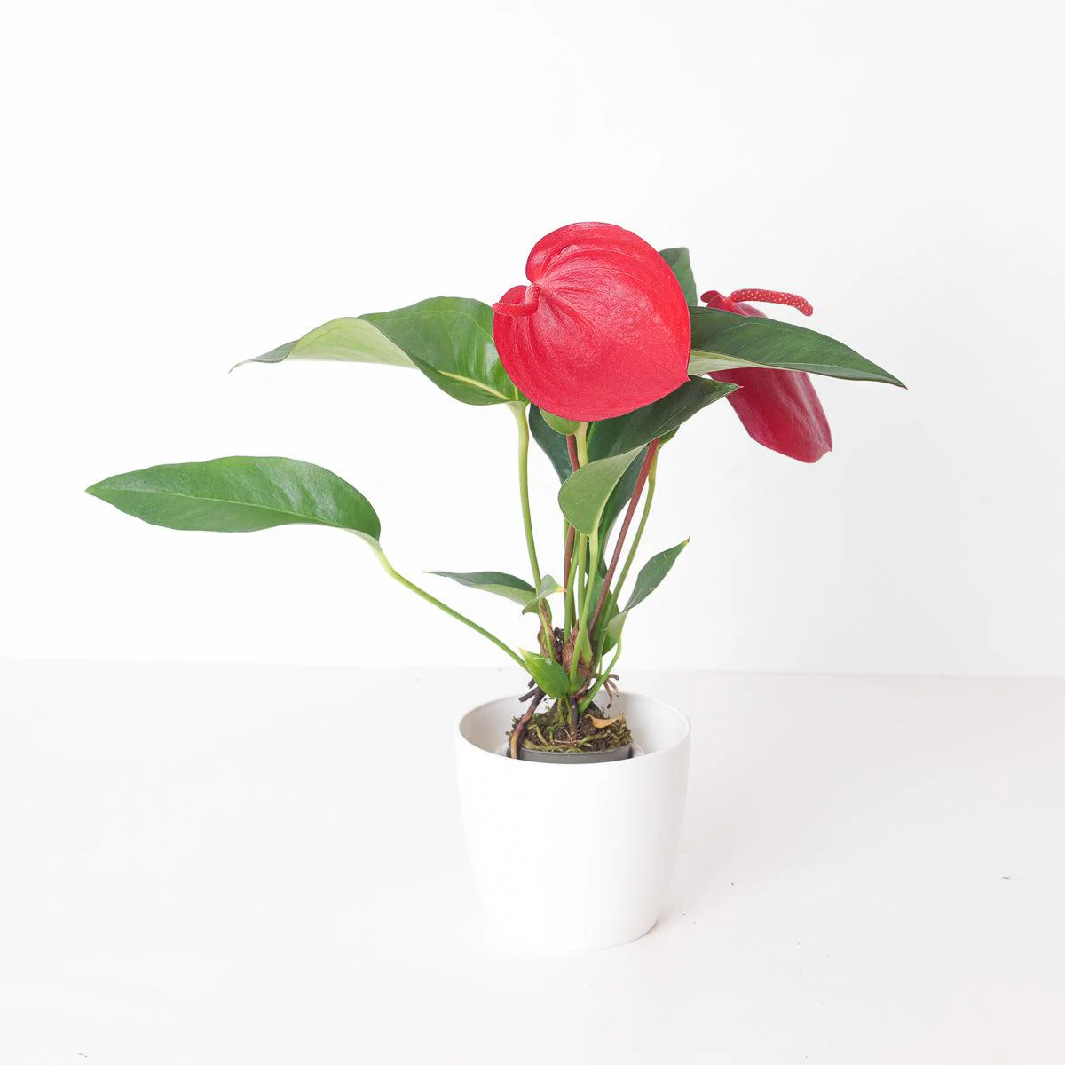 Anthurium scherzerianum 'Red'