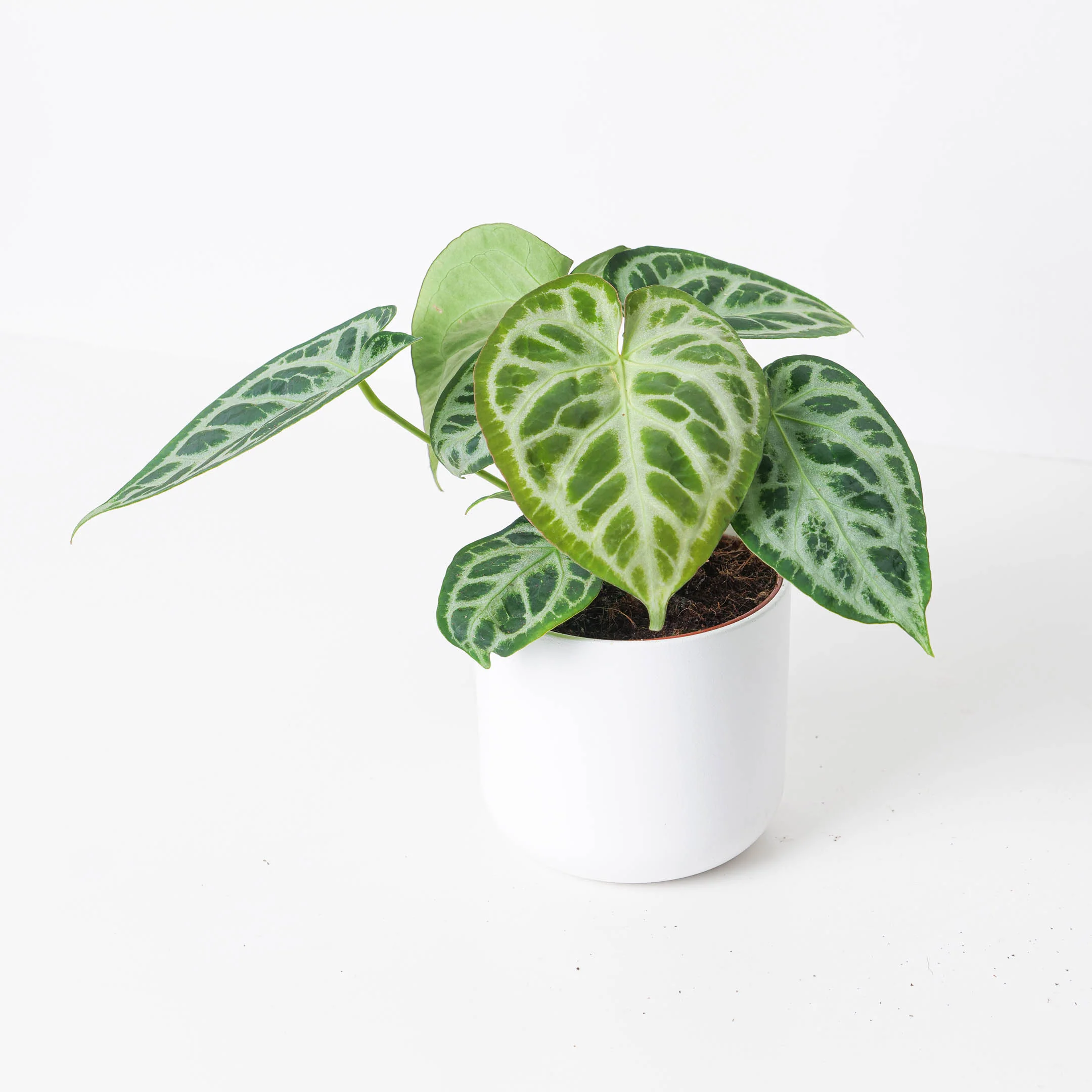 Anthurium 'Silver Blush' Super Silver - Image 2