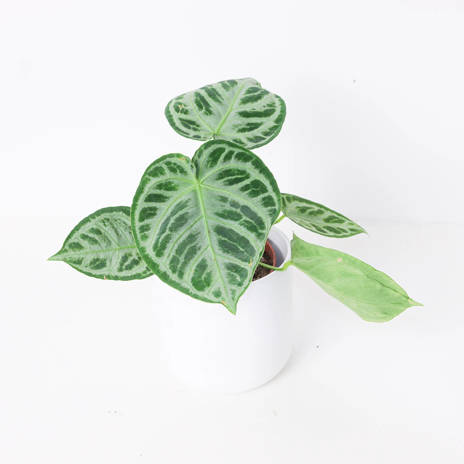 Anthurium 'Silver Blush' Super Silver - Image 3